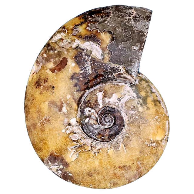 Large Konk Shells Sea Shell, Extra Large Queen Conch Shell (Lobatus Gigas) at 1stDibs