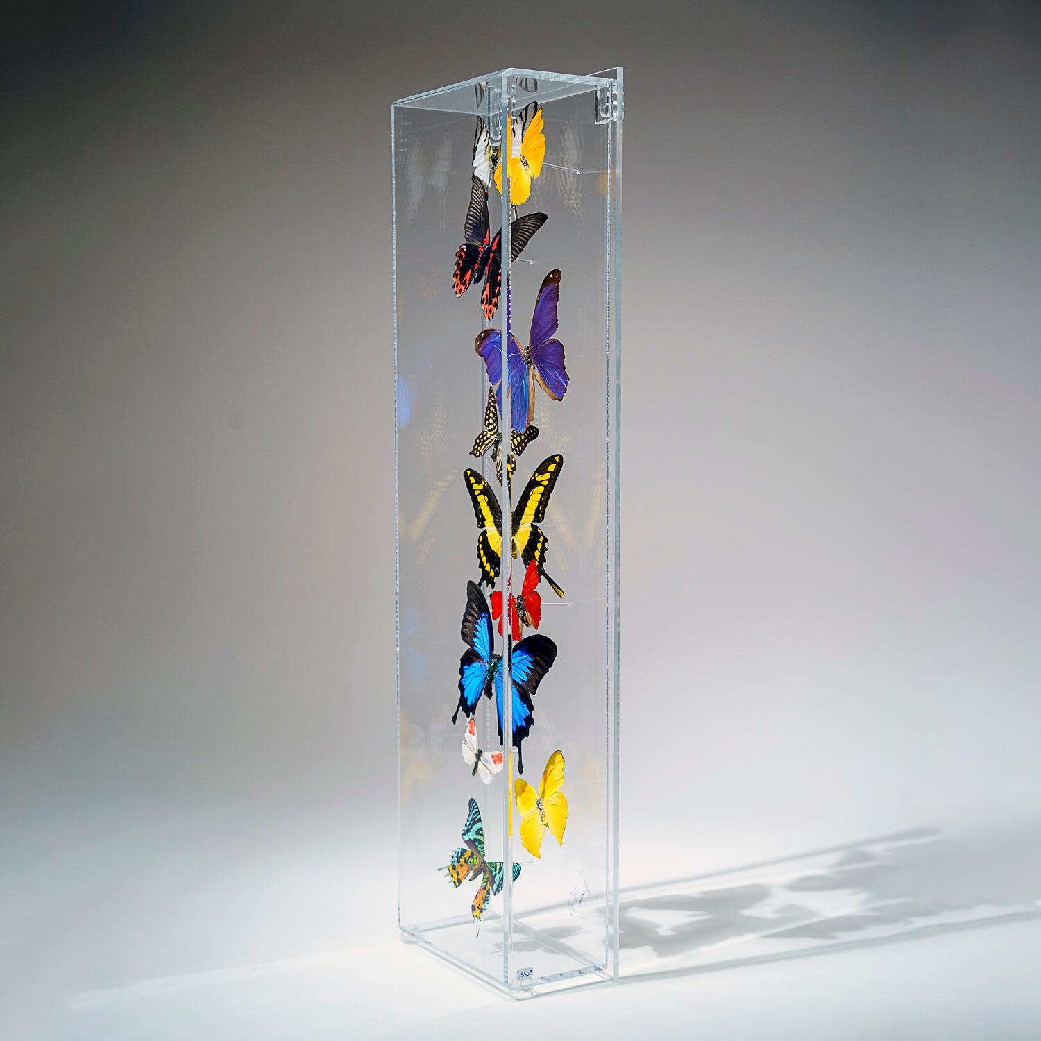 Péruvien 11 véritables papillons dans une boîte d'ombre en acrylique verticale