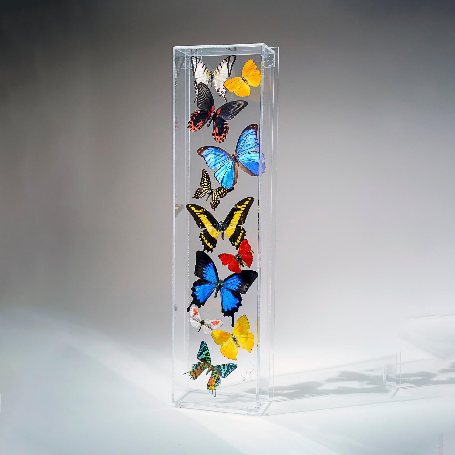 11 véritables papillons dans une boîte d'ombre en acrylique verticale Excellent état à New York, NY