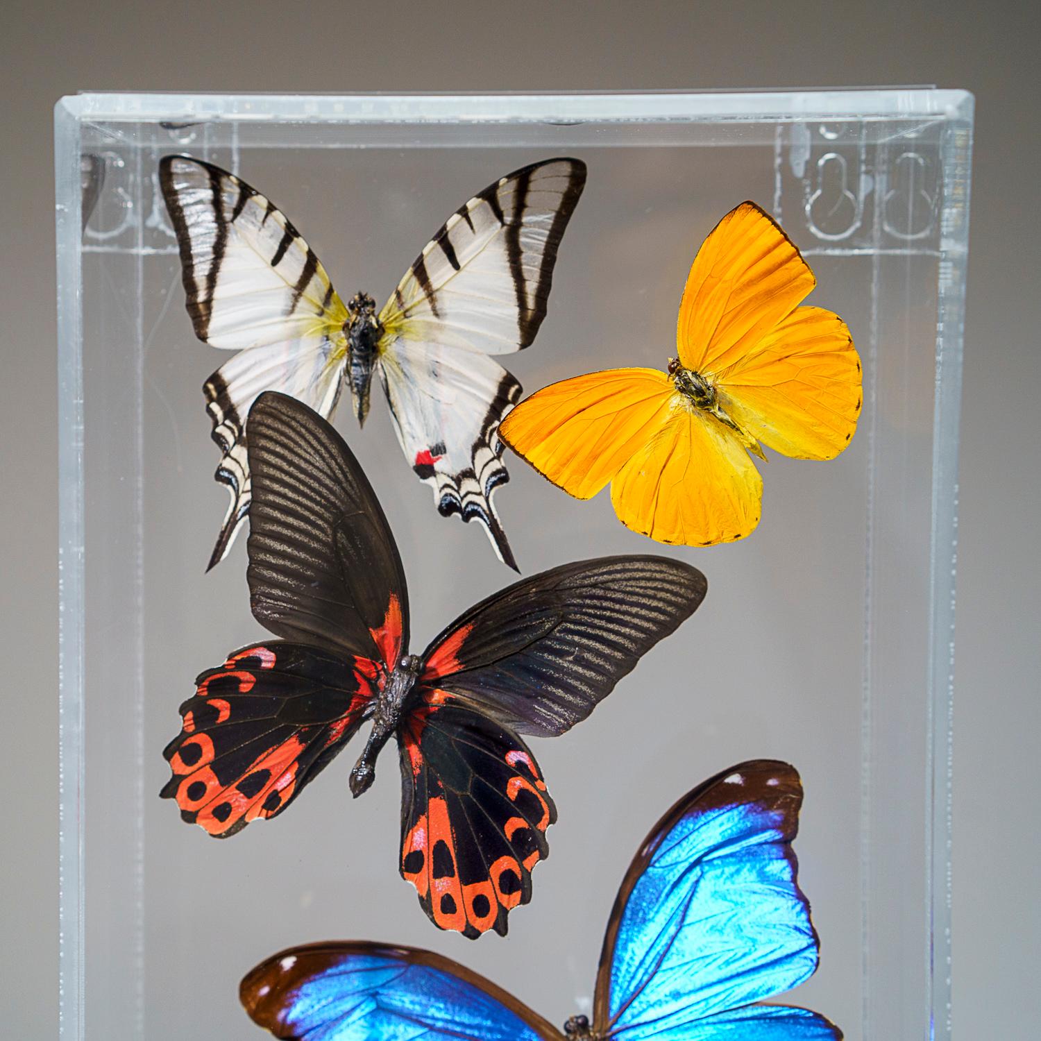 XXIe siècle et contemporain 11 véritables papillons dans une boîte d'ombre en acrylique verticale