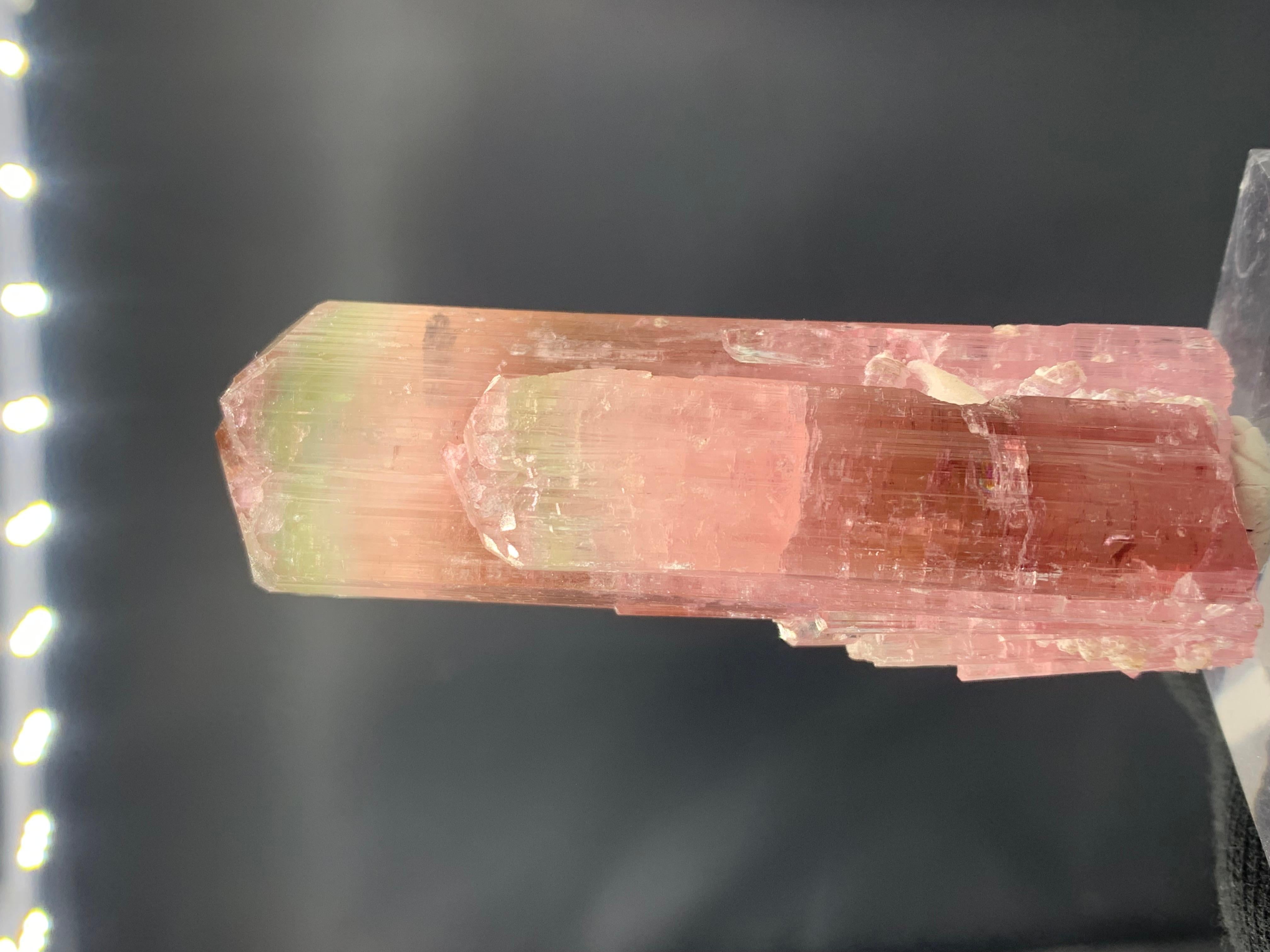 111.33 Gram Stunning Bi Color Tourmaline Crystal from Afghanistan For Sale 3