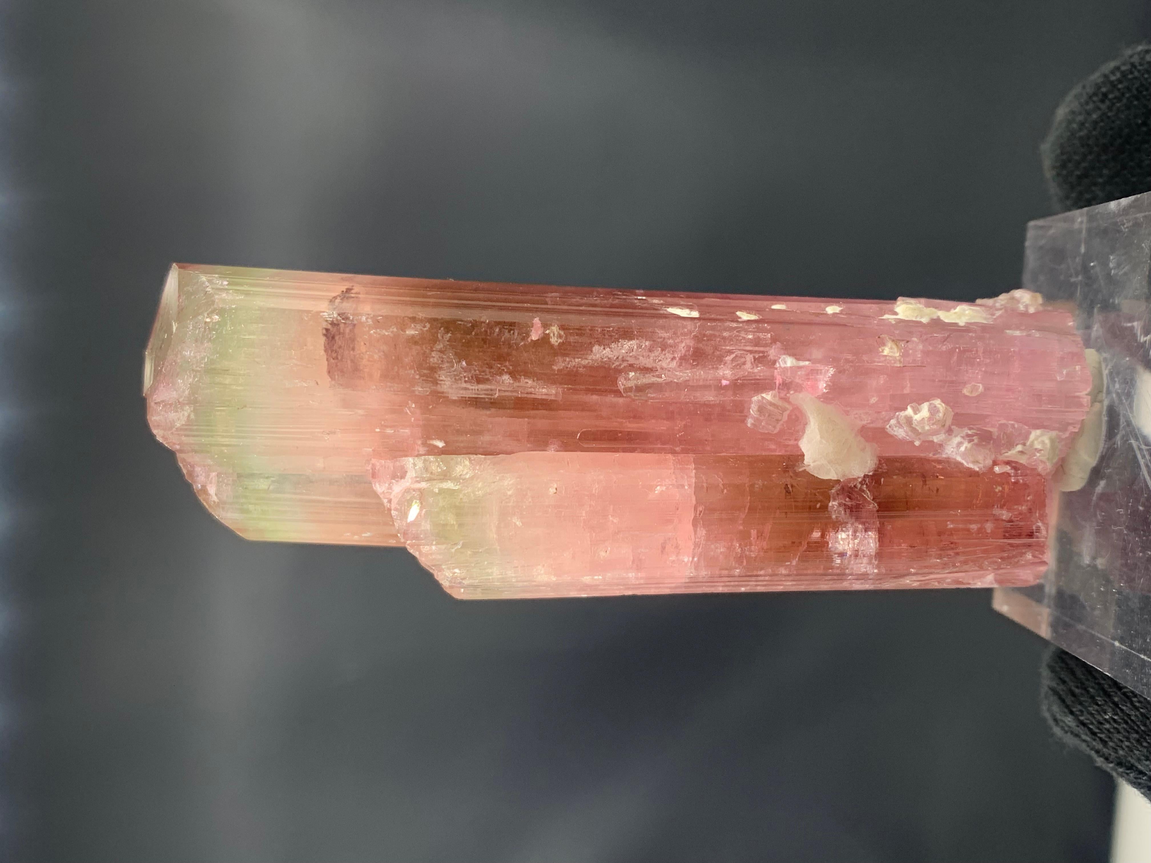 111.33 Gram Stunning Bi Color Tourmaline Crystal from Afghanistan For Sale 4