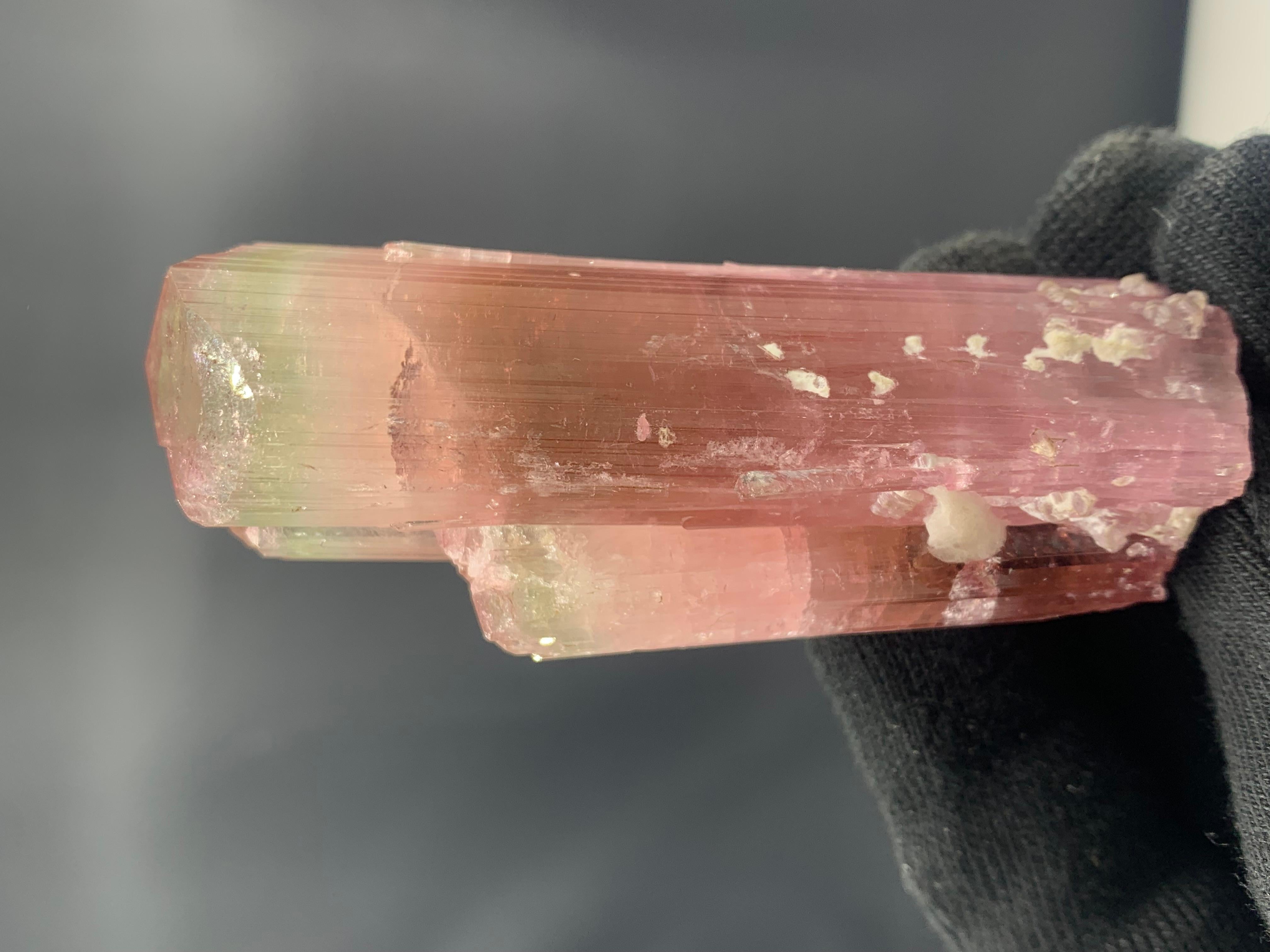 Stunning Bi-Color Tourmaline Crystal From Afghanistan
WEIGHT: 111.33 grams
DIMENSIONS: 8.4 x 3.3 x 2.8 Cm
ORIGIN: Kunar, Afghanistan
TREATMENT: None

Tourmaline is an extremely popular gemstone; the name Tourmaline is derived from Turamali,