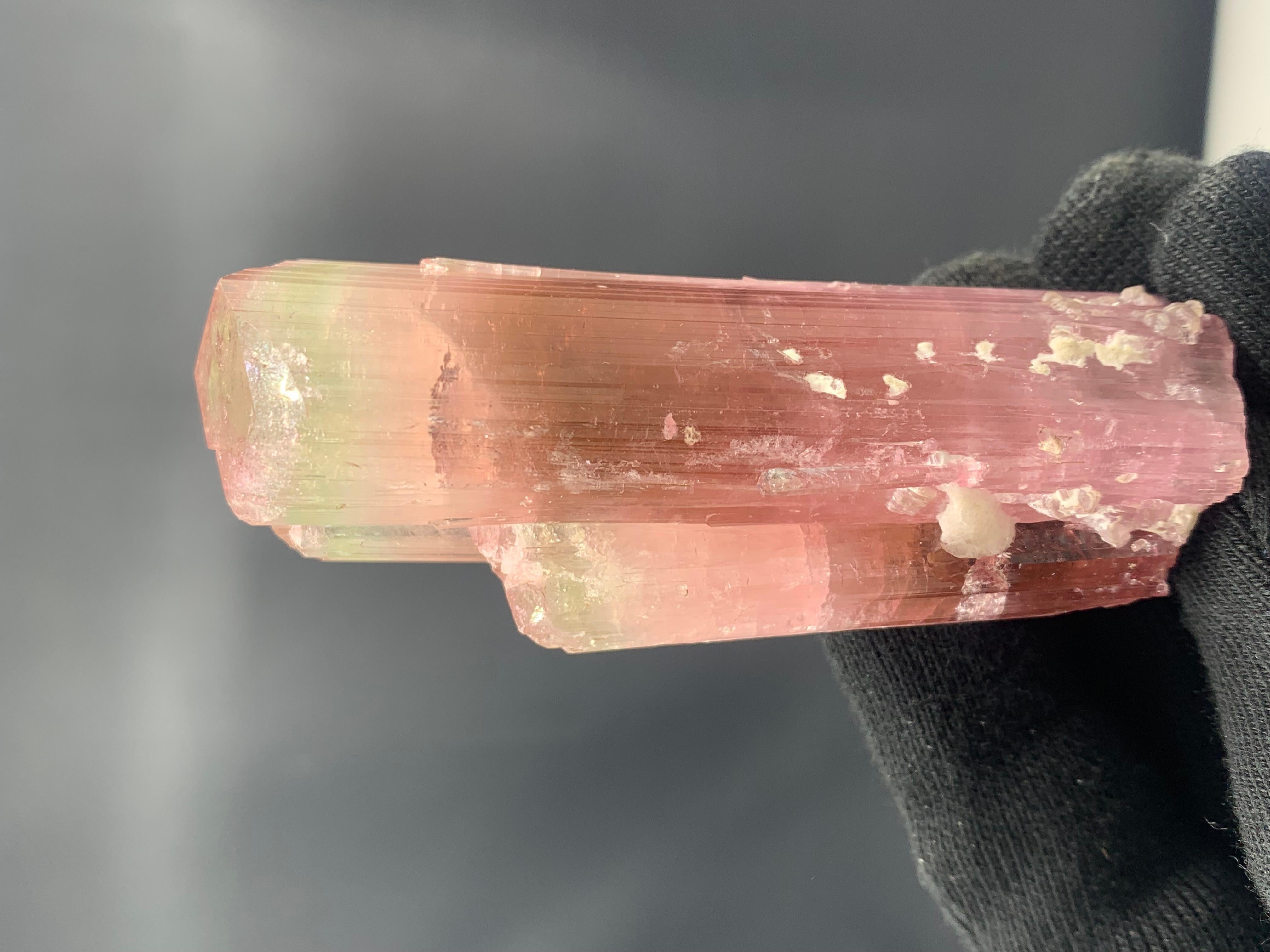 Adam Style 111.33 Gram Stunning Bi Color Tourmaline Crystal from Afghanistan For Sale