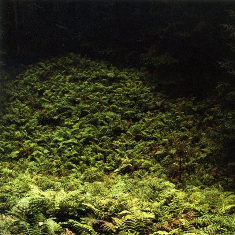 Walking Fern For Sale 1