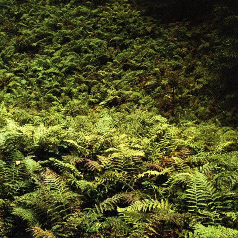 From the series Forest