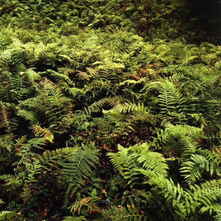 Walking Fern For Sale 2
