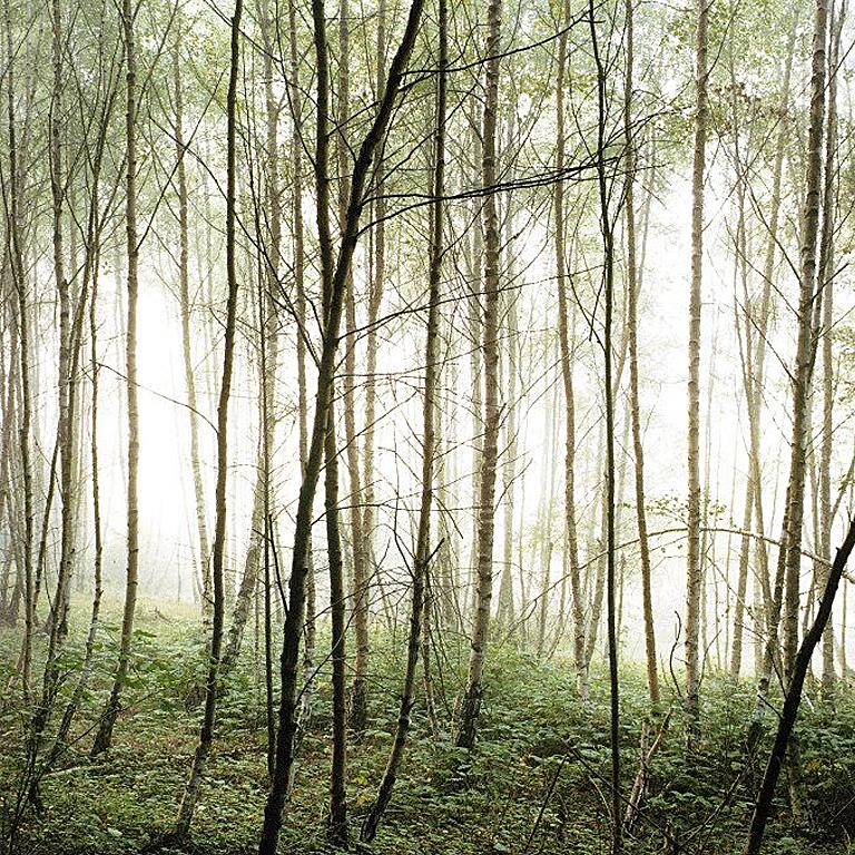 From the series Forest