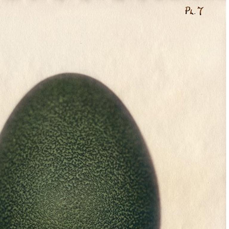 Emu (Ei) 2003 (Weiß), Color Photograph, von Laszlo Layton