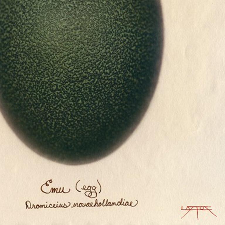 Emu (Ei), 2003
Getönte Cyanotypie mit Handkolorierung
14 x 11 Zoll. Signiert, betitelt und mit Tinte auf der Vorderseite ediert
Ausgabe 7 von 10