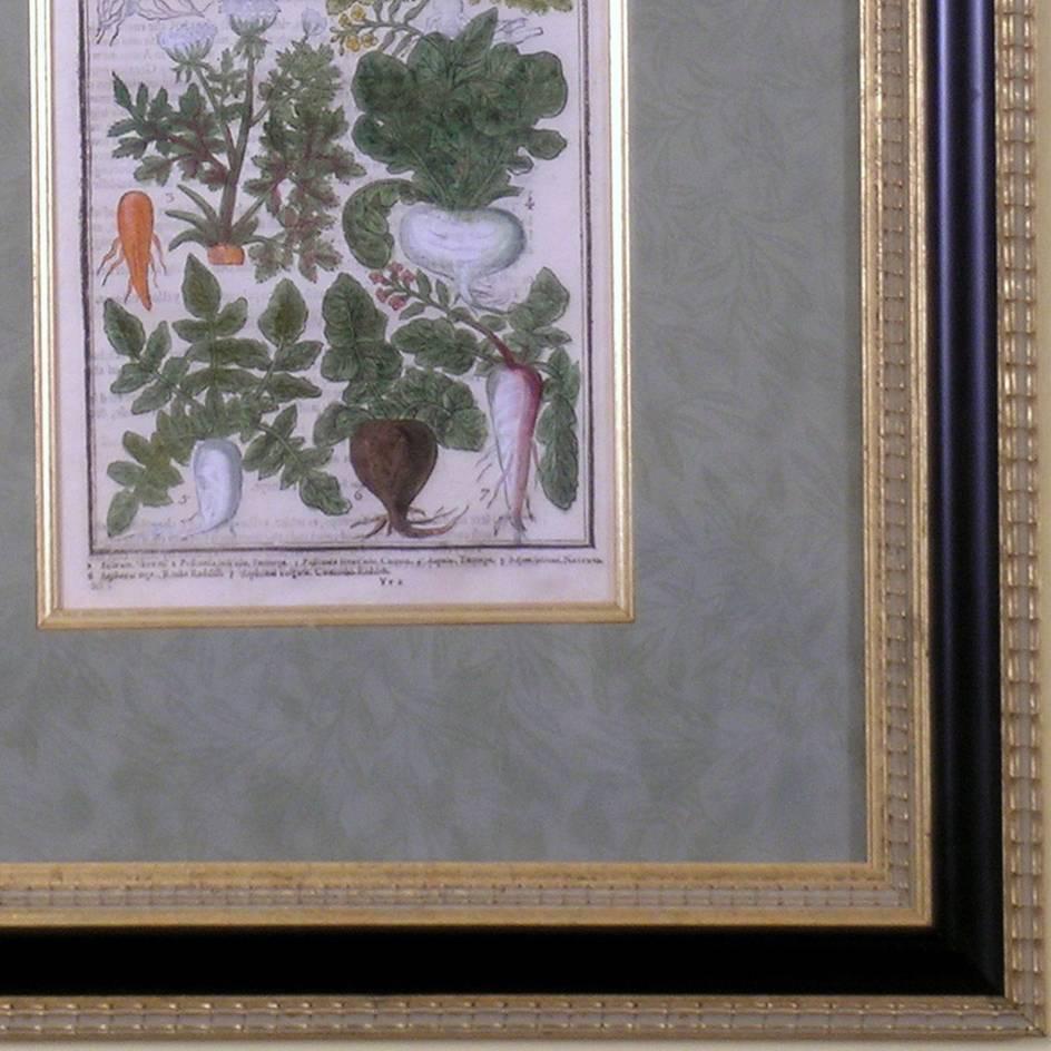 The Kitchen Garden  507 (Root Vegetables) - Academic Art by Johann Wilhelm Weinmann