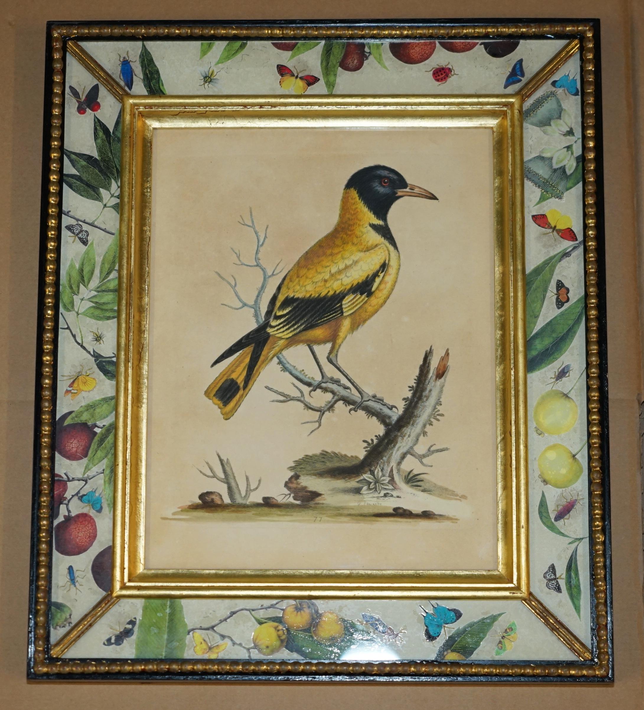 12 ANTIQUE 1740 GEORGE EDWARDS HAND COLOURED ORNITHOLOGICAL ENGRAVINGS OF BIRDs For Sale 2