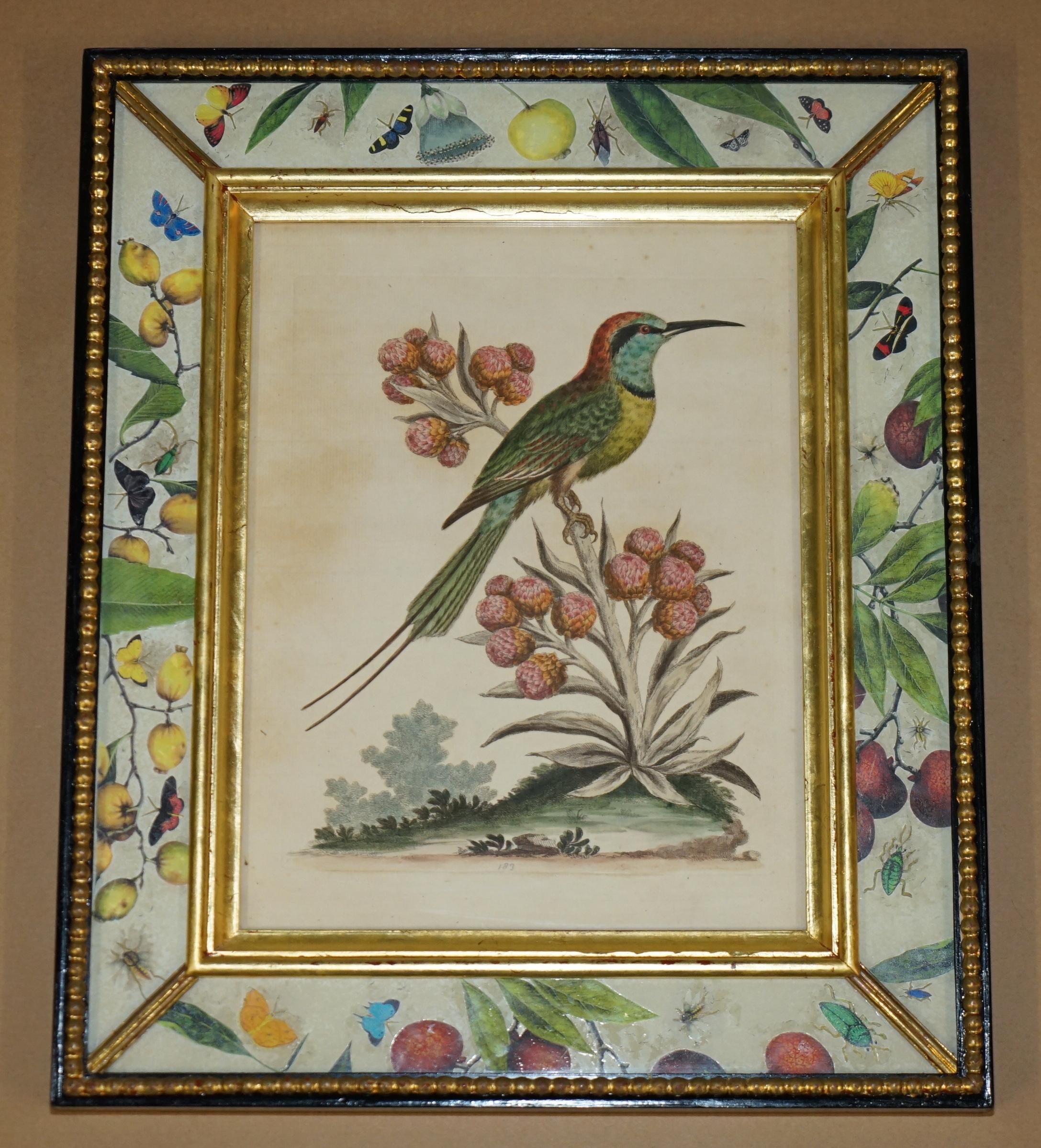 12 ANTIQUE 1740 GEORGE EDWARDS HAND COLOURED ORNITHOLOGICAL ENGRAVINGS OF BIRDs For Sale 3