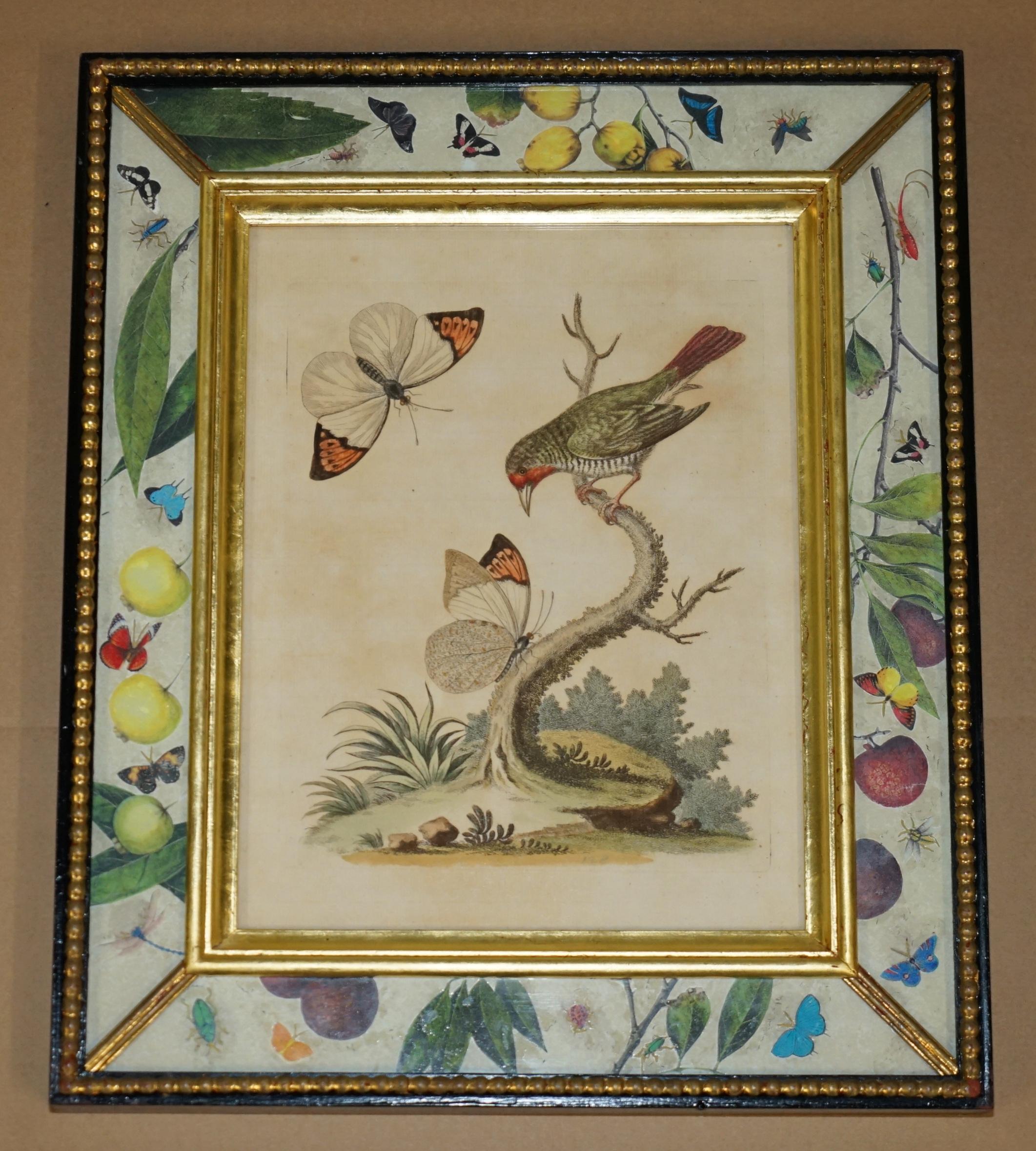 12 ANTIQUE 1740 GEORGE EDWARDS HAND COLOURED ORNITHOLOGICAL ENGRAVINGS OF BIRDs For Sale 4