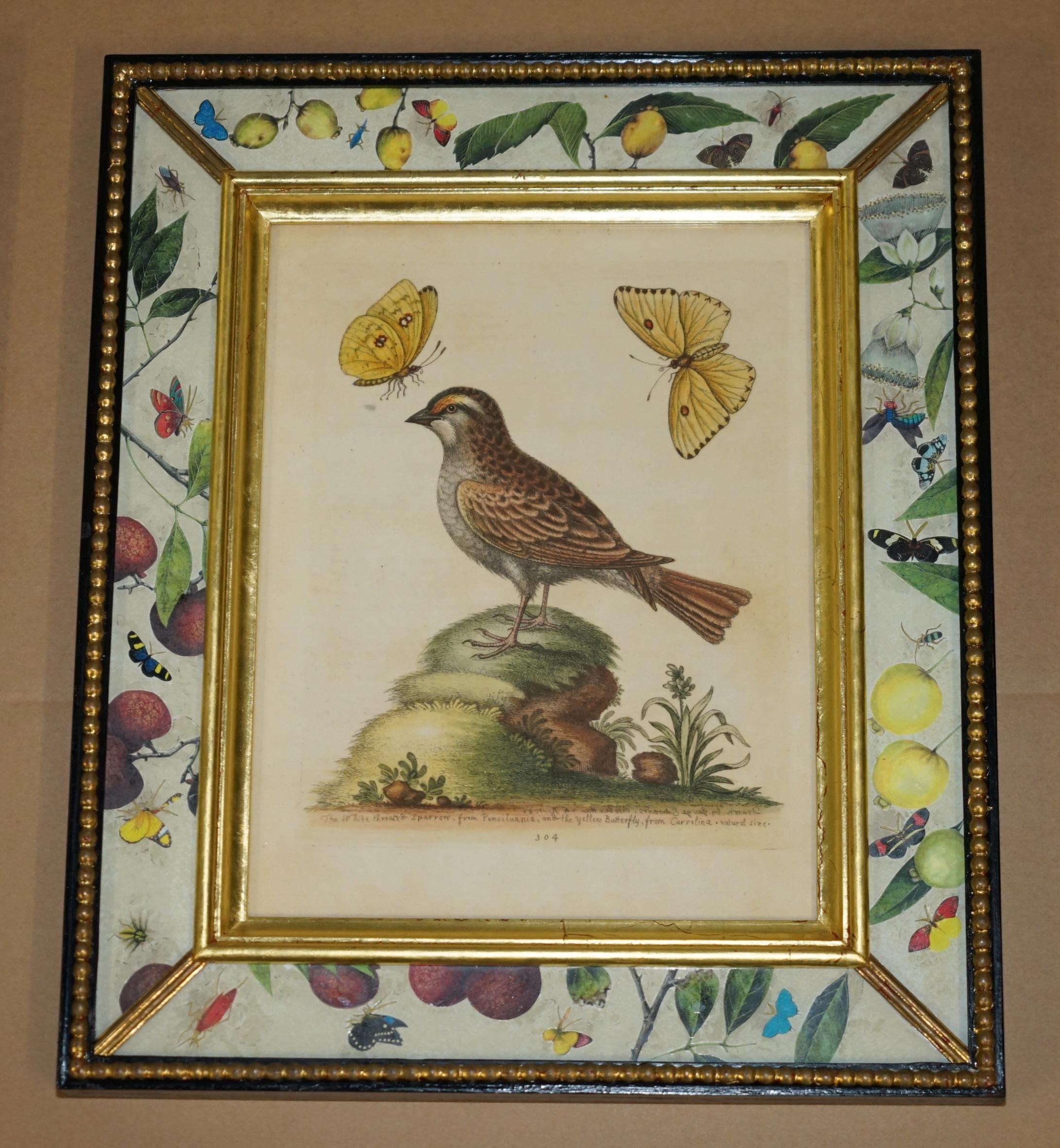 12 ANTIQUE 1740 GEORGE EDWARDS HAND COLOURED ORNITHOLOGICAL ENGRAVINGS OF BIRDs For Sale 5