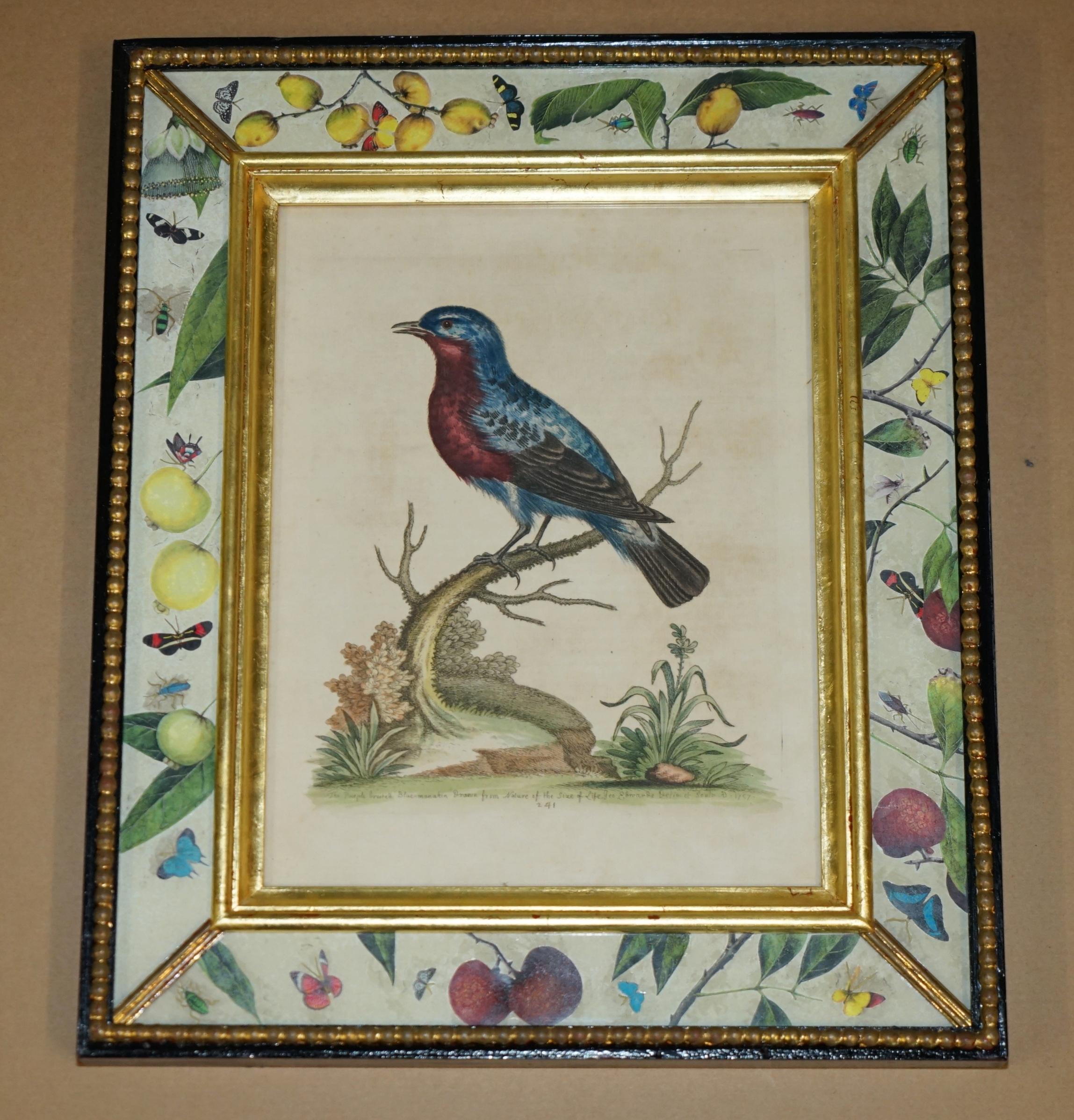 12 ANTIQUE 1740 GEORGE EDWARDS HAND COLOURED ORNITHOLOGICAL ENGRAVINGS OF BIRDs For Sale 6