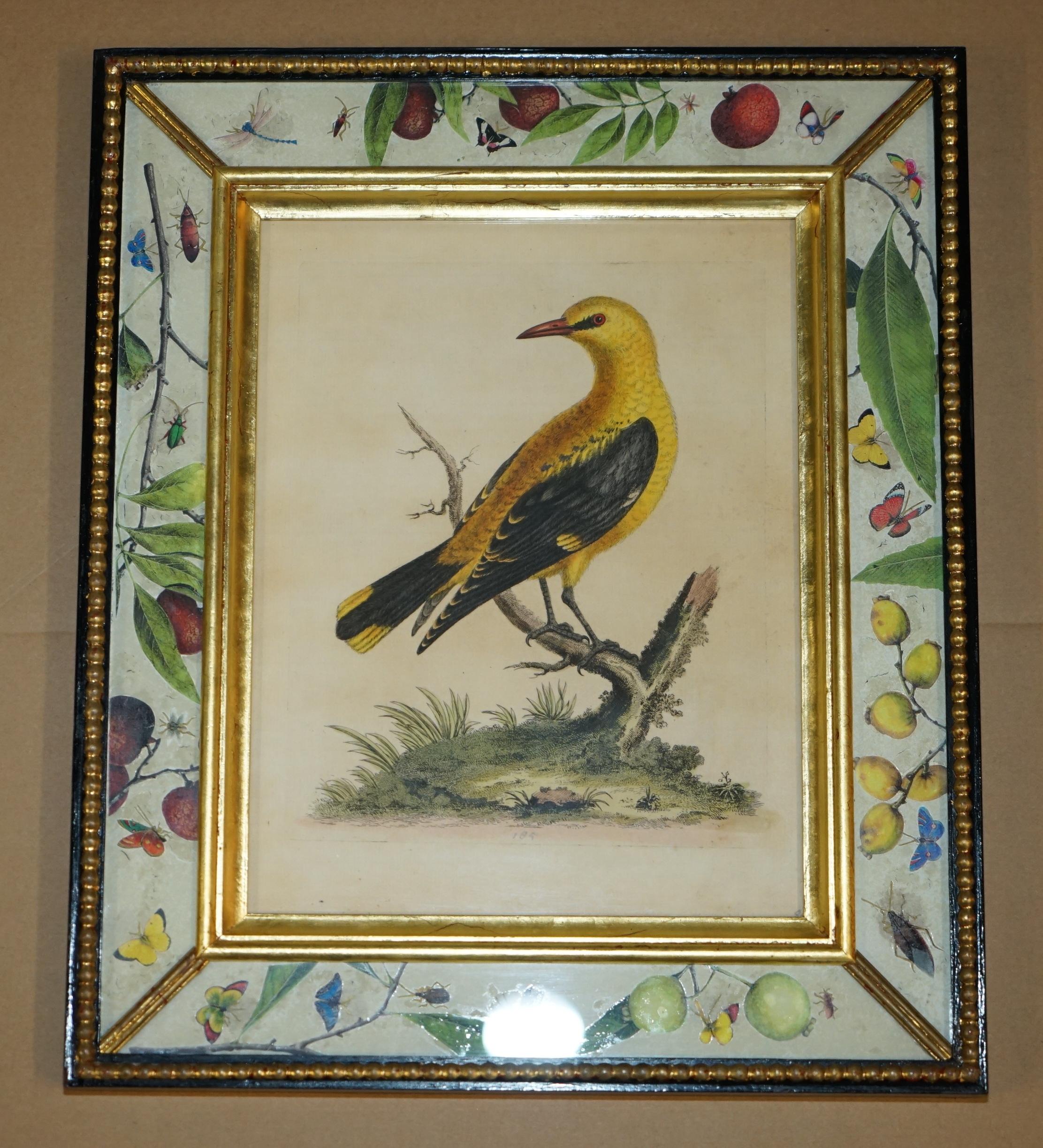 12 ANTIQUE 1740 GEORGE EDWARDS HAND COLOURED ORNITHOLOGICAL ENGRAVINGS OF BIRDs For Sale 7