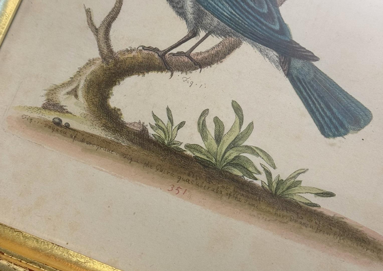 12 ANTIQUE 1740 GEORGE EDWARDS HAND COLOURED ORNITHOLOGICAL ENGRAVINGS OF BIRDs For Sale 8