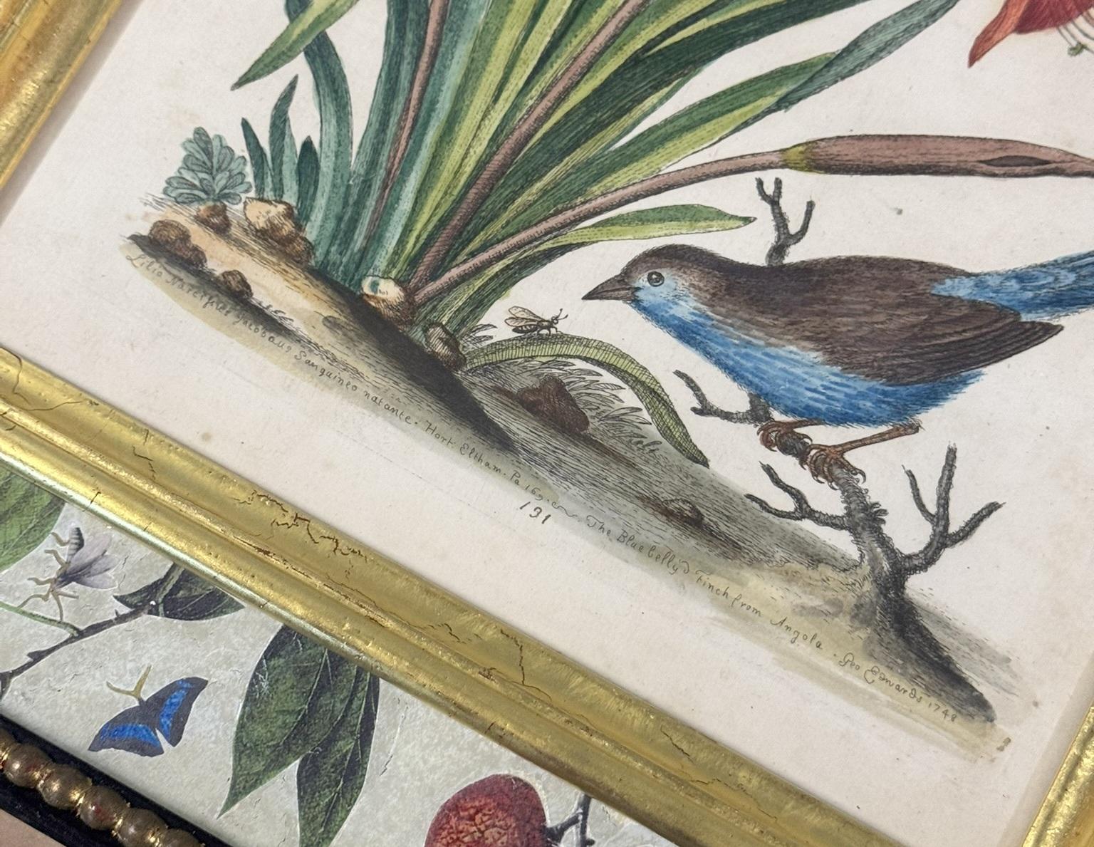12 ANTIQUE 1740 GEORGE EDWARDS HAND COLOURED ORNITHOLOGICAL ENGRAVINGS OF BIRDs For Sale 10