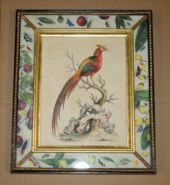 12 ANTICHE INCISIONI ORNITOLOGICHE COLORATE A MANO DI GEORGE EDWARDS DEL 1740 DI UCCELLI