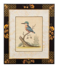 12 ANTIQUE 1740 GEORGE EDWARDS GRAVURES ORNITHOLOGIQUES COLORÉES A LA MAIN D'OISEAUX