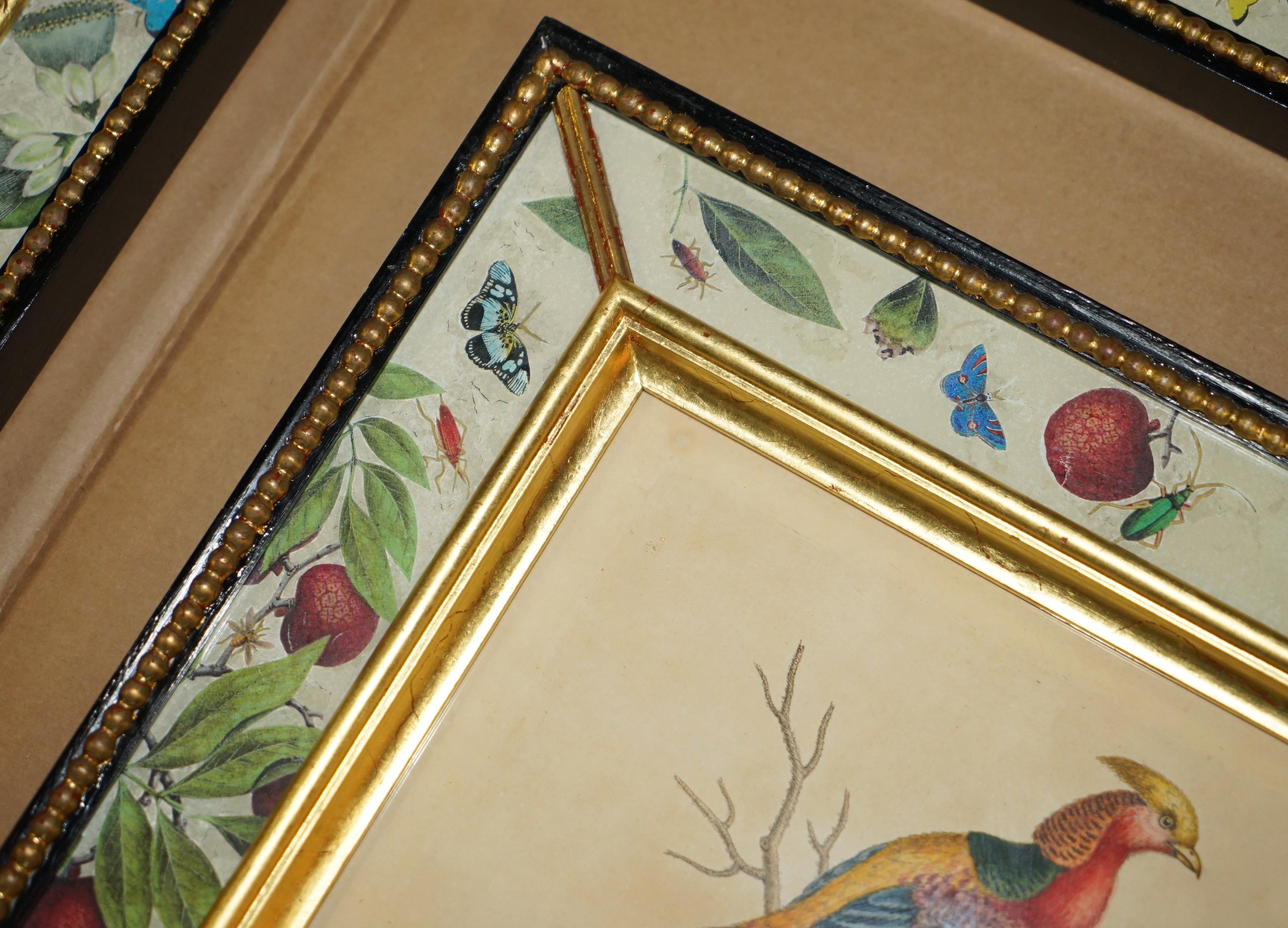 George II 12 ANTIQUE 1740 GEORGE EDWARDS HAND COLOURED ORNITHOLOGICAL ENGRAVINGS OF BIRDs For Sale