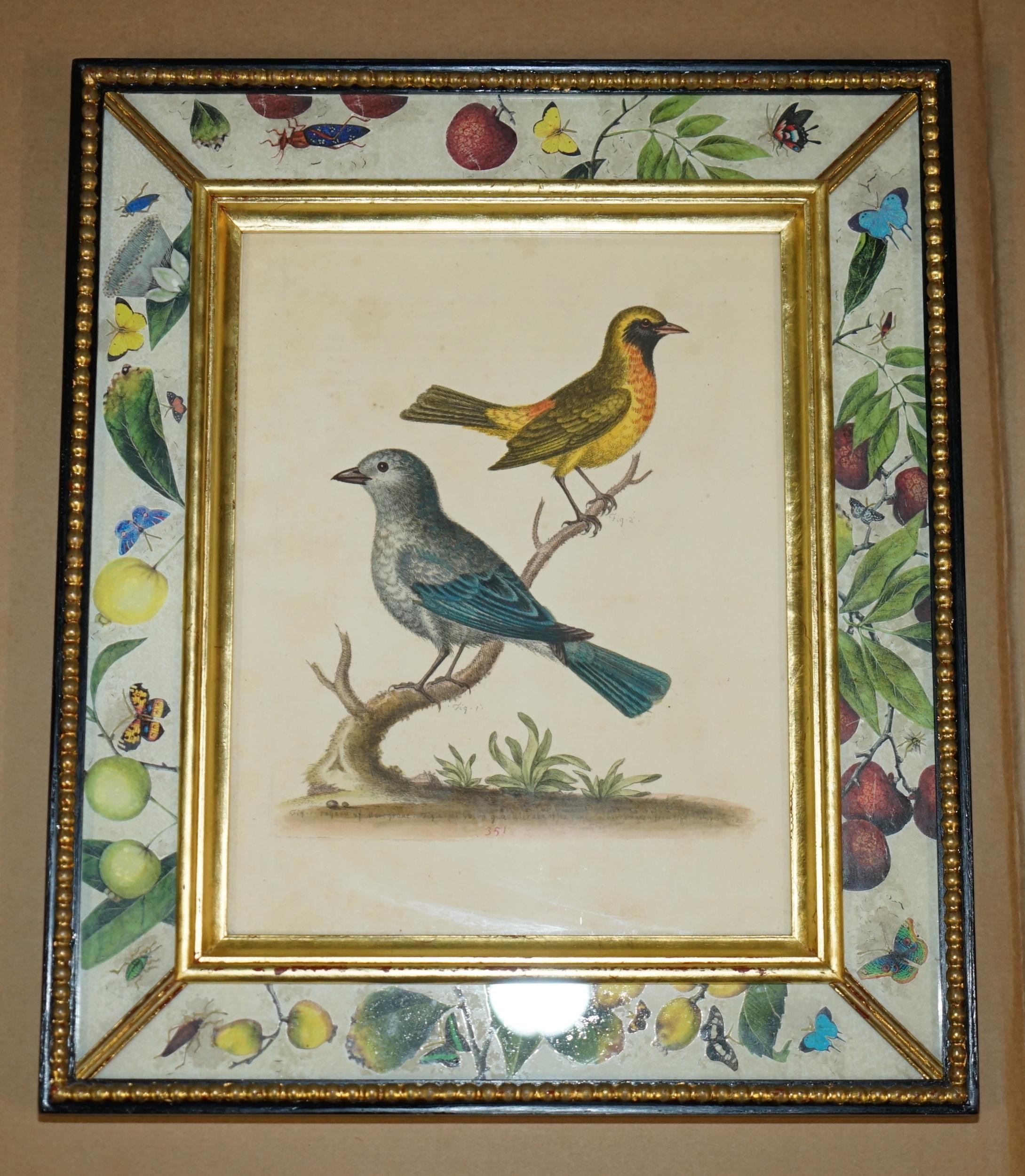 12 ANTIQUE 1740 GEORGE EDWARDS HAND COLOURED ORNITHOLOGICAL ENGRAVINGS OF BIRDs In Good Condition For Sale In West Sussex, Pulborough