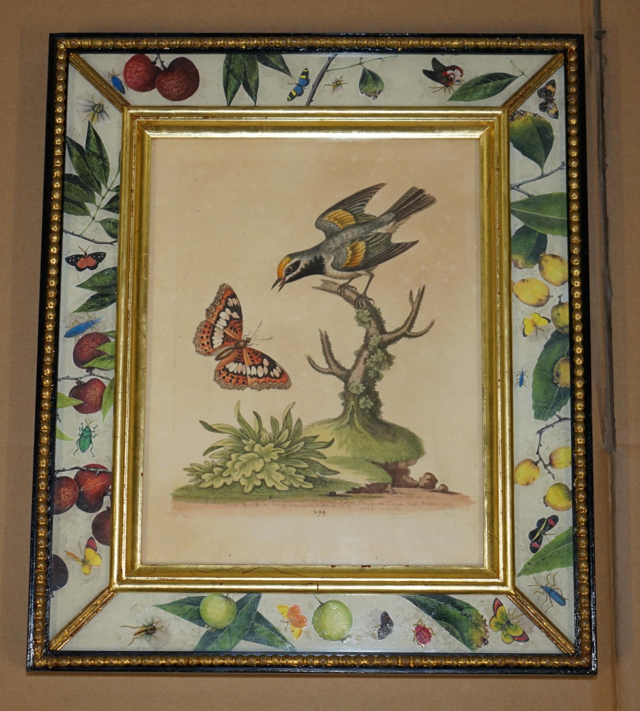 Mid-18th Century 12 ANTIQUE 1740 GEORGE EDWARDS HAND COLOURED ORNITHOLOGICAL ENGRAVINGS OF BIRDs For Sale