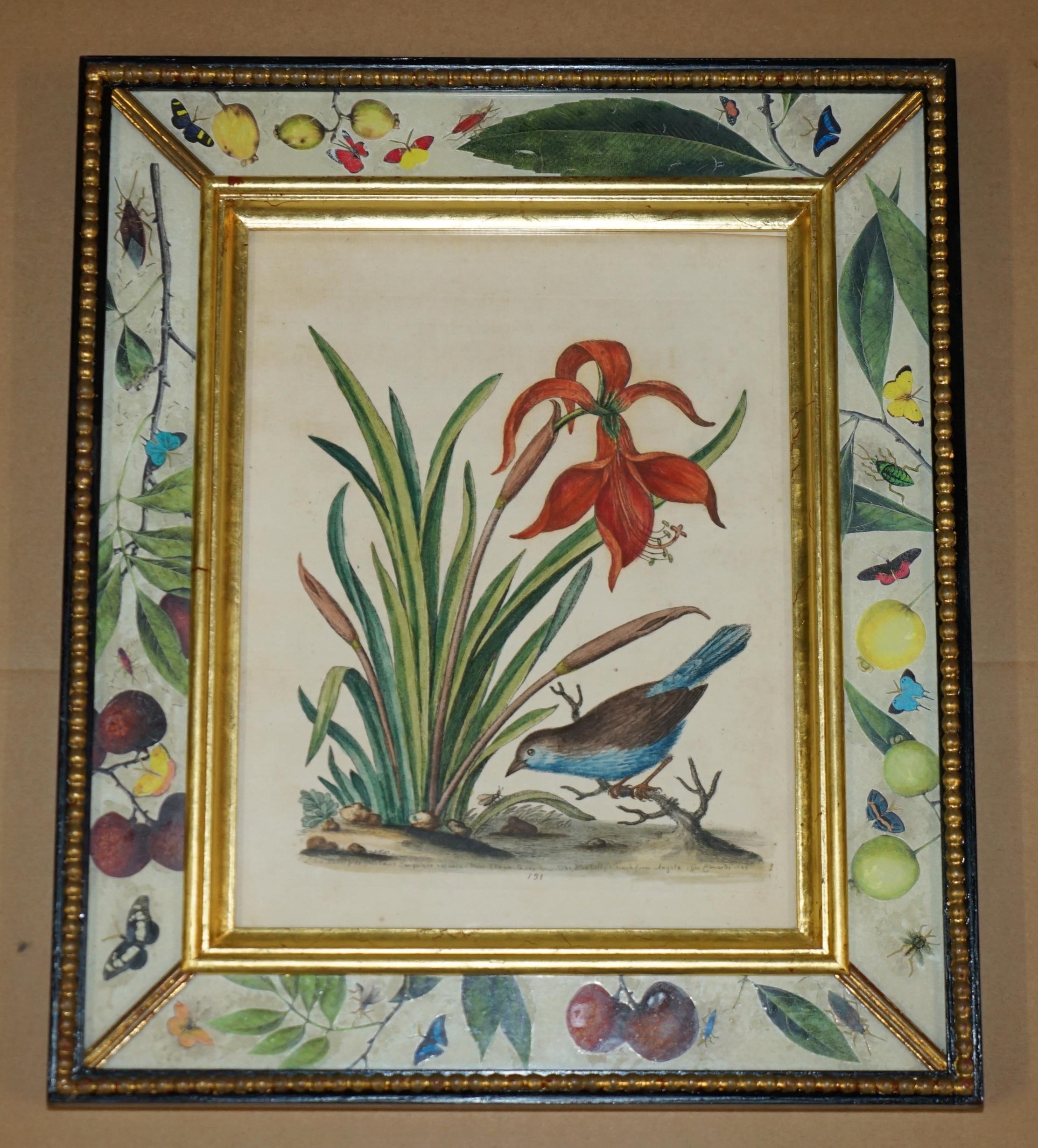 12 ANTIQUE 1740 GEORGE EDWARDS HAND COLOURED ORNITHOLOGICAL ENGRAVINGS OF BIRDs For Sale 1