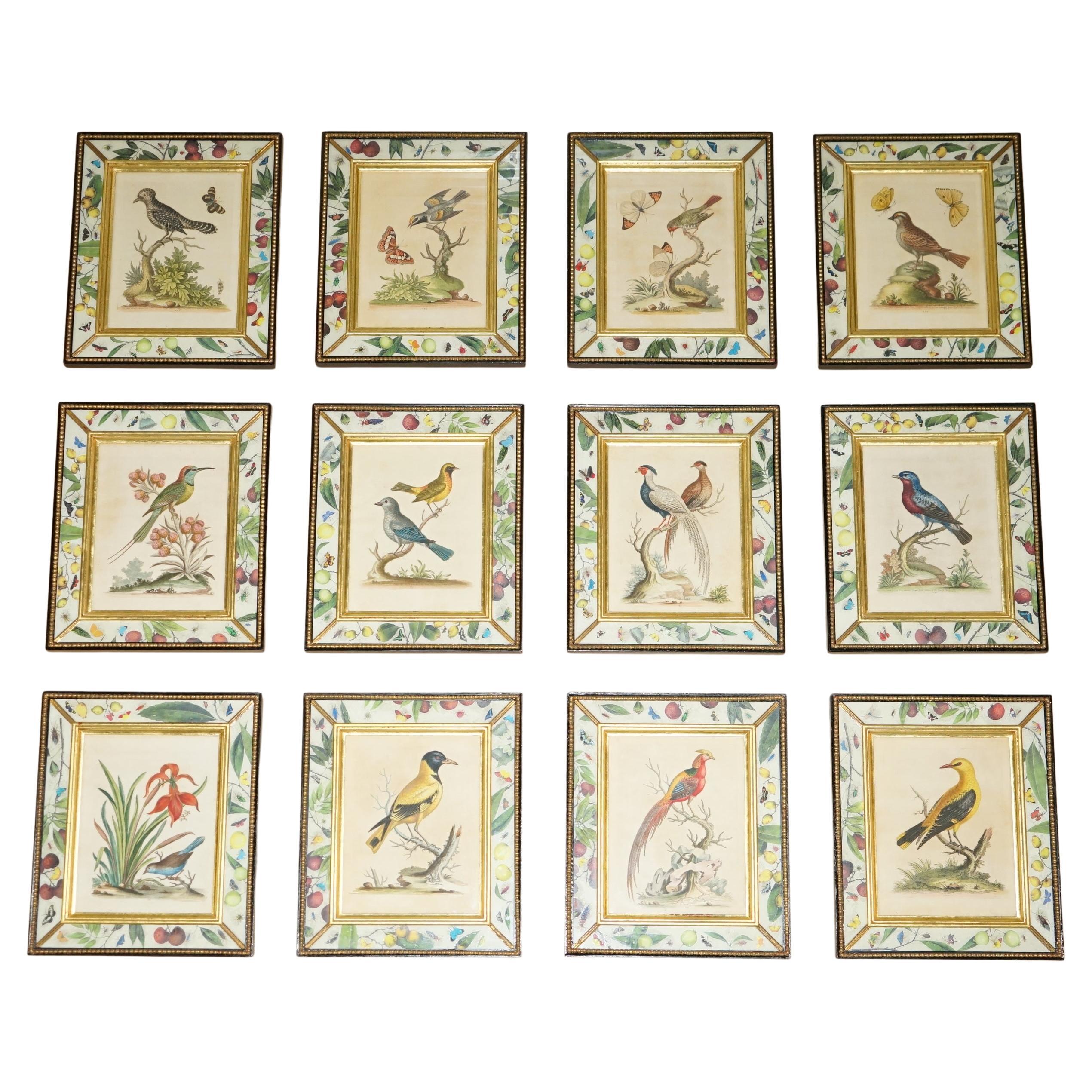 12 ANTIQUE 1740 GEORGE EDWARDS HAND COLOURED ORNITHOLOGICAL ENGRAVINGS OF BIRDs For Sale