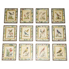 12 ANTIQUE 1740 GEORGE EDWARDS HAND COLOURED ORNITHOLOGICAL ENGRAVINGS OF BIRDs
