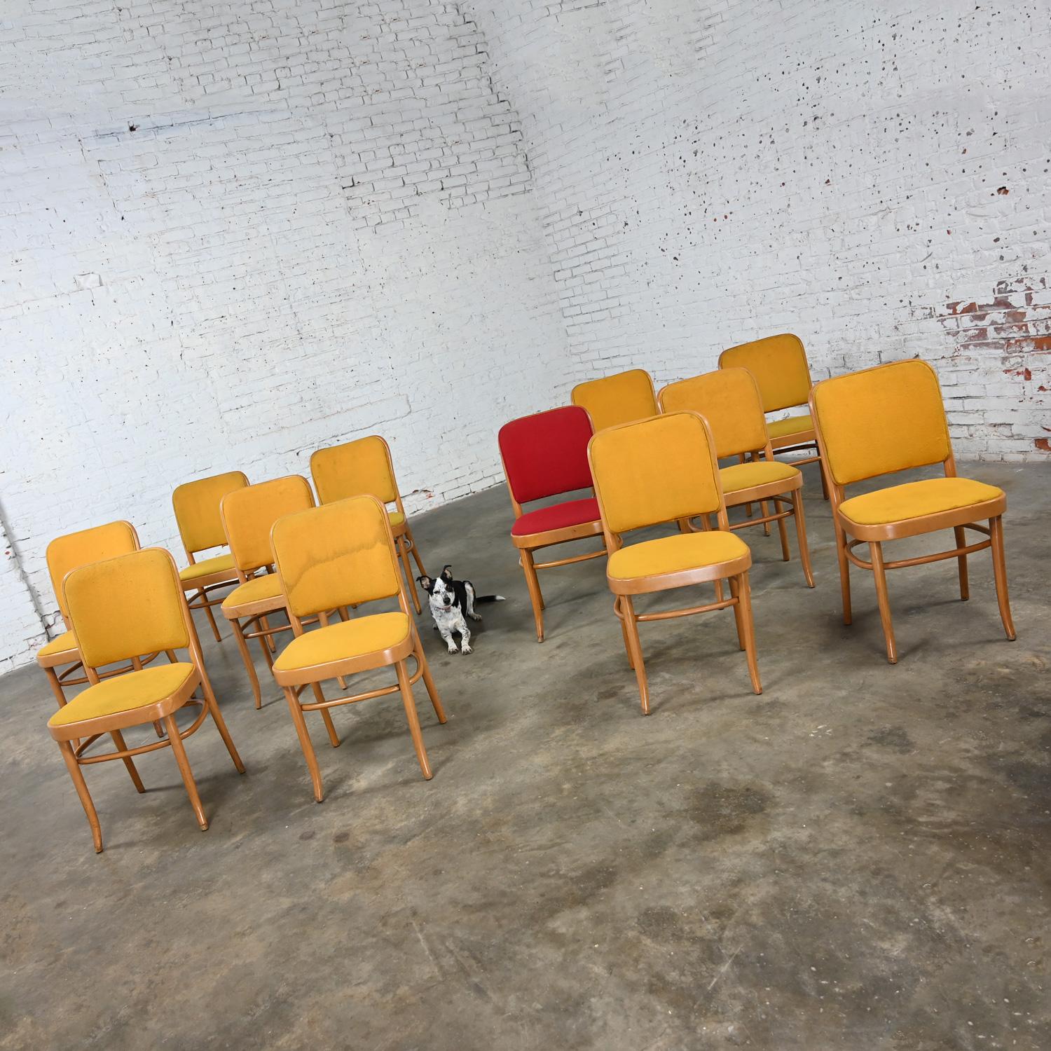 12 armlose Bauhaus-Esszimmerstühle aus Buche und Bugholz Hoffman Prag 811 im Stil Thonet im Zustand „Gut“ im Angebot in Topeka, KS