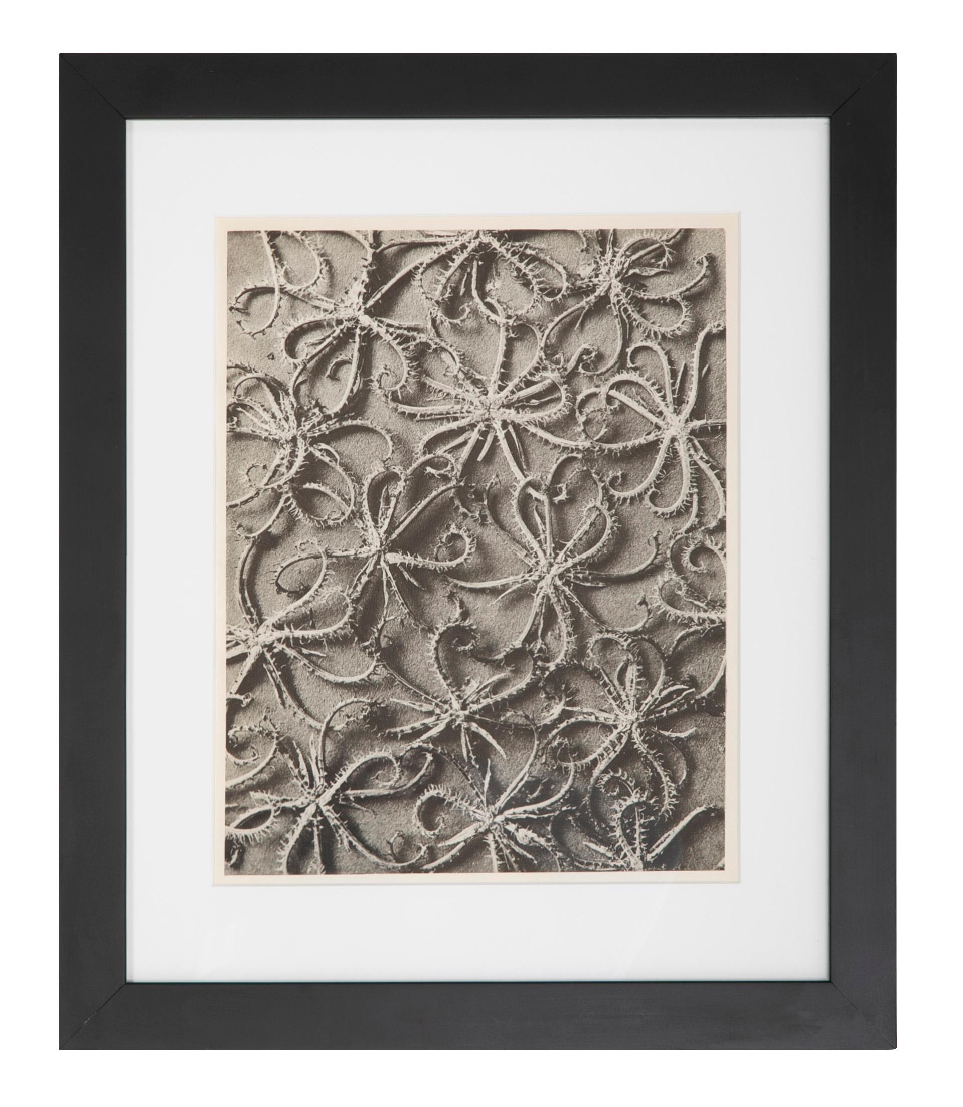 Karl Blossfeldt Photogravures Wundergarten der Natur, 1932. 

Hung together, these make a very impressive and modern wall display. Available in smaller groups or individually at $595 each. More are available. Framed: 17.25 inches high by 14.5 inches