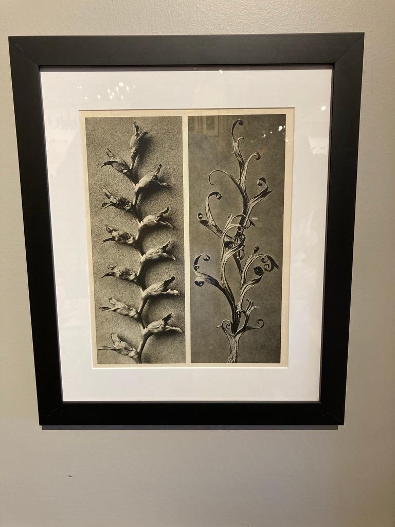 Set of 8 Botanical  Photogravures by Karl Blossfeldt, Berlin, 1932 In Good Condition For Sale In Stamford, CT