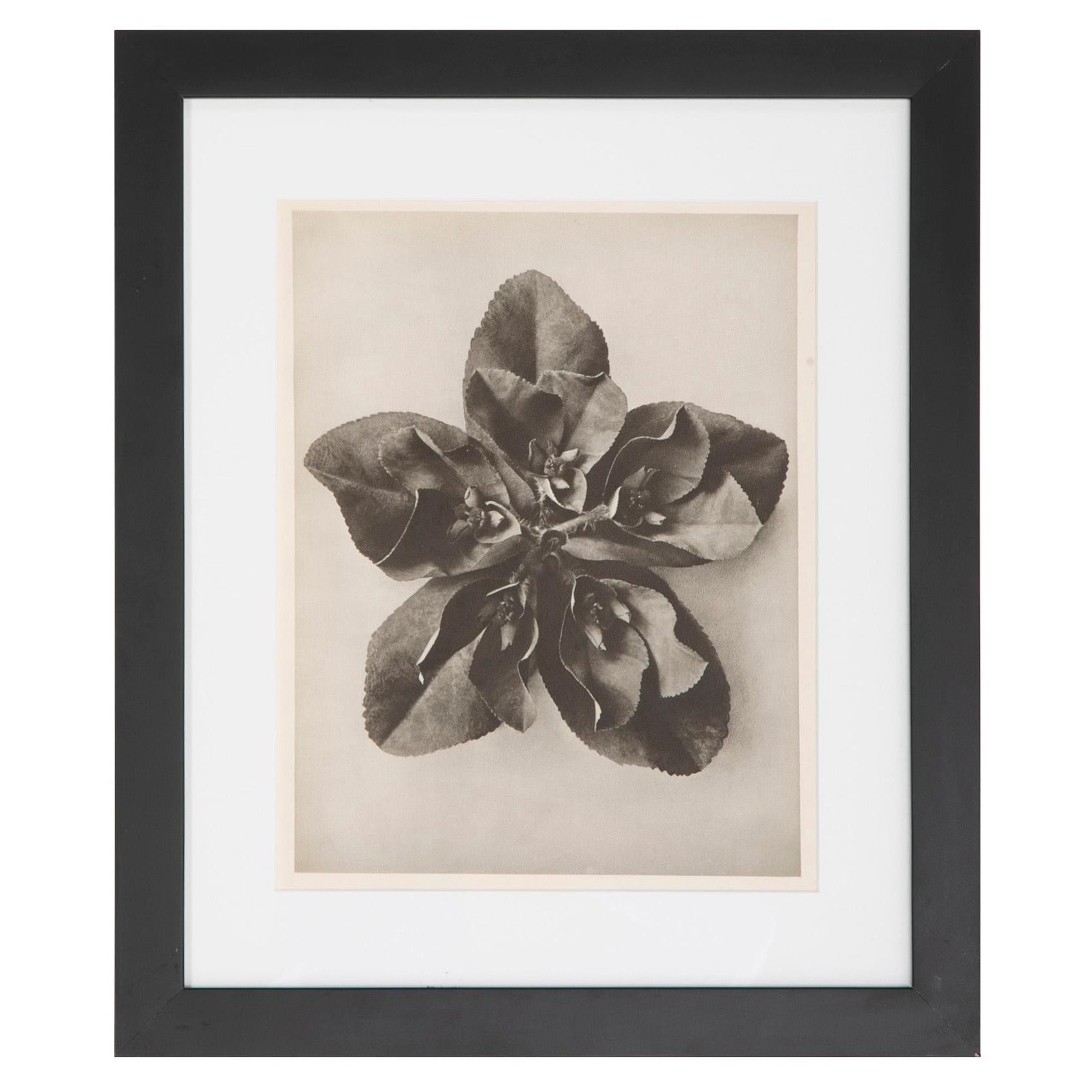 Set of 8 Botanical  Photogravures by Karl Blossfeldt, Berlin, 1932 For Sale