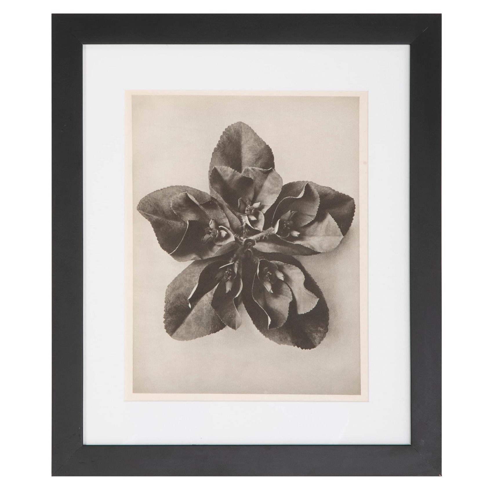 Lot de 8 pièces Botanical  Photogravures de Karl Blossfeldt, Berlin, 1932