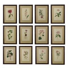12 Hand Colored 18th Century Curtis Botanicals