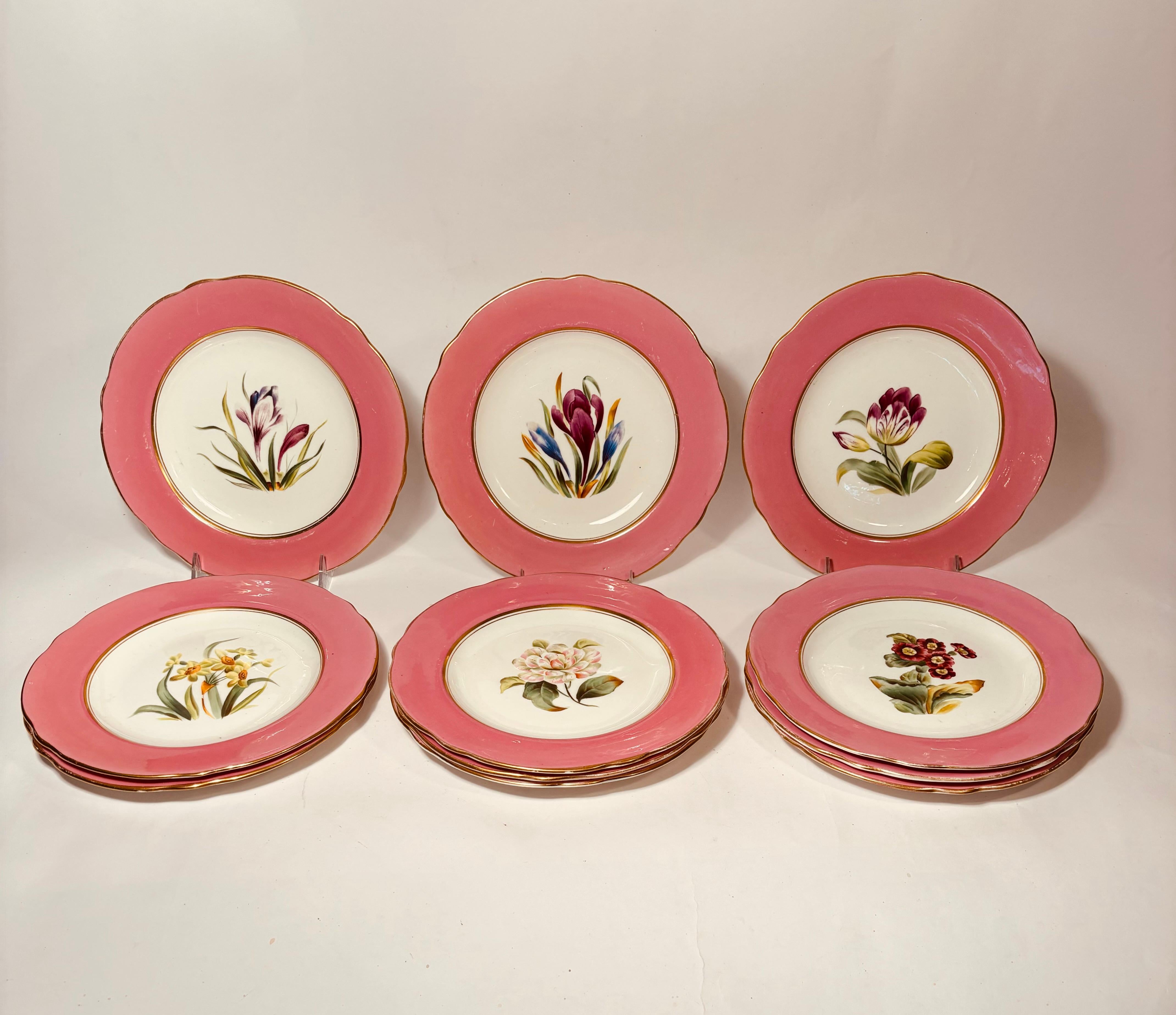 A pretty botanical set of 12 plates attributed to the Ridgway Factory of England. Each plate has a different hand painted flower and a nice wide vibrant pink collar. A scalloped shape enhances the design and they all retain their nice gilded edges.