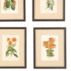 12 Red Van Houtte Flower Chromolithographs