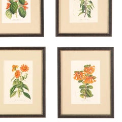 12 Red Van Houtte Flower Chromolithographs