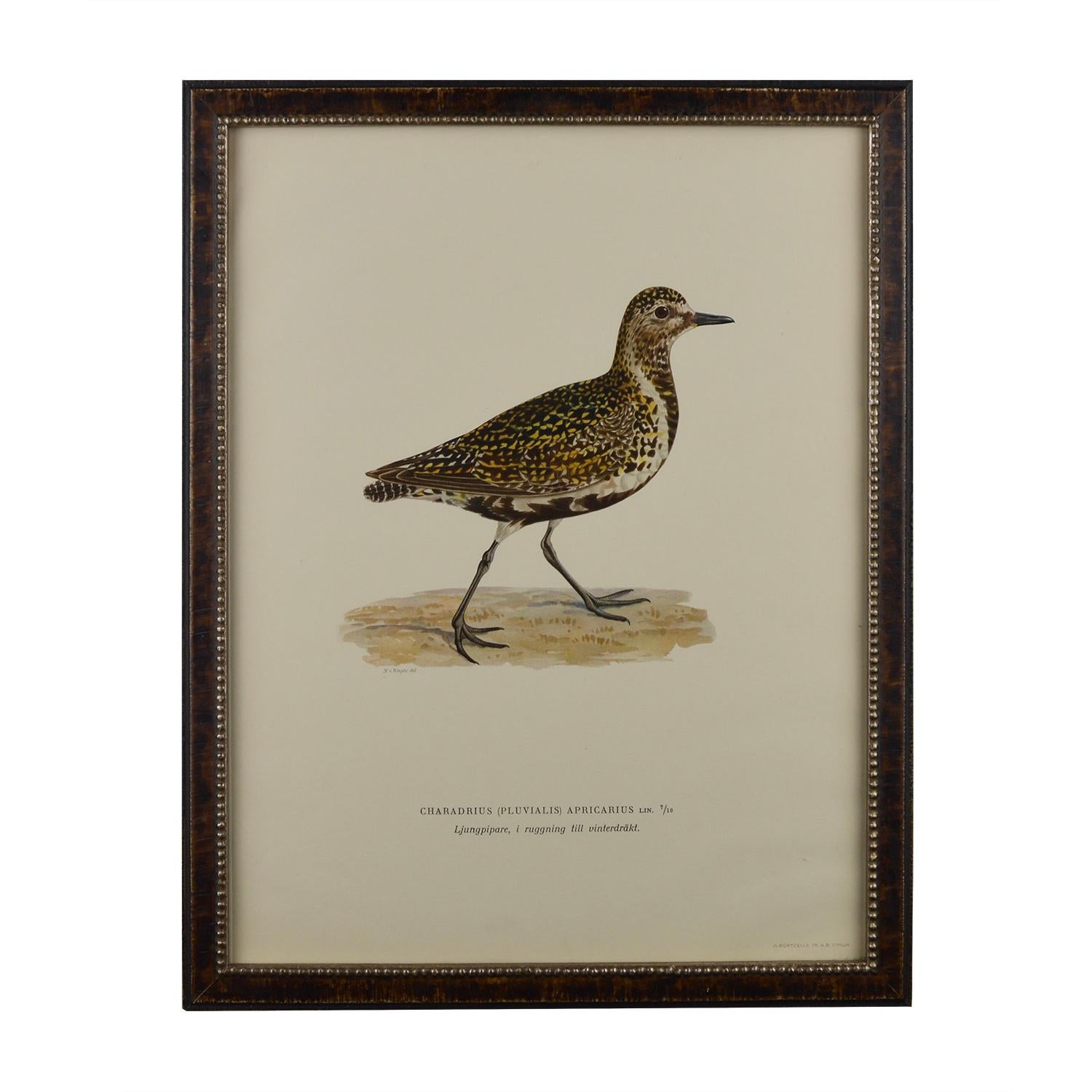 12 Swedish Water Bird Chromolithographs 10