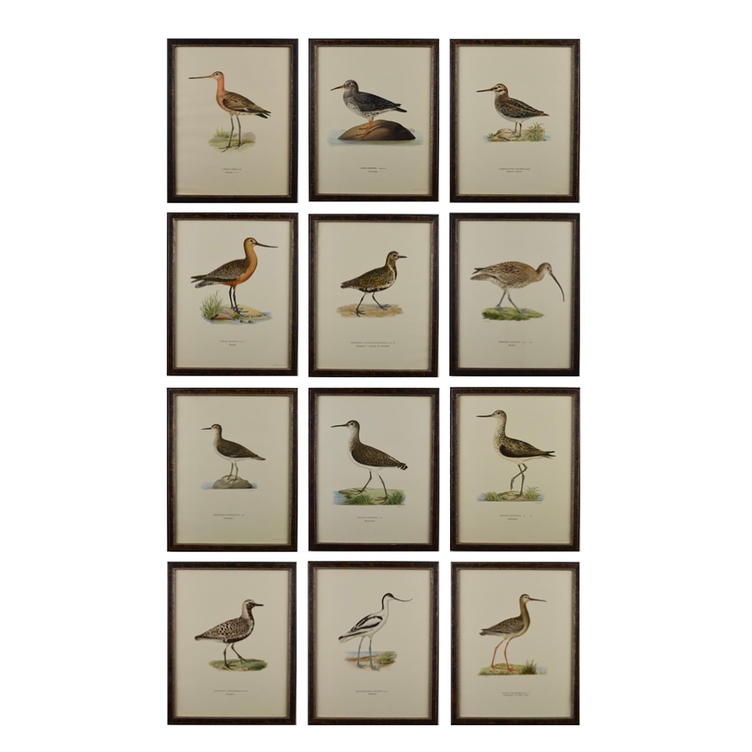 This collection of Swedish water birds is by the Finnish artists Magnus von Wright (1805-1868) and Wilhelm von Wright (1810-1887) who were well known in the 1800s as both artists and ornithologists. They captured details and colors not previously