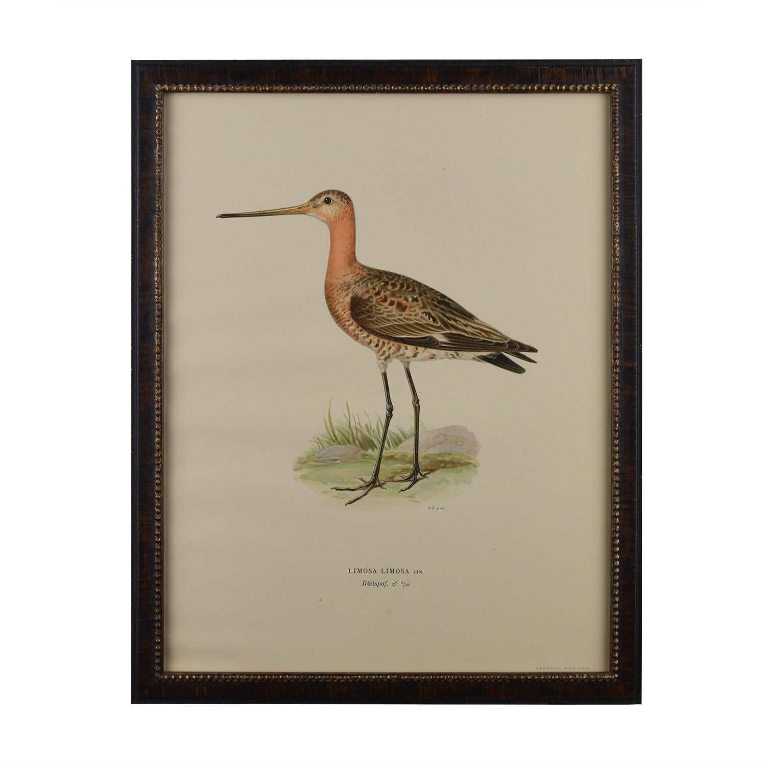12 Swedish Water Bird Chromolithographs In Good Condition In Tetbury, Gloucestershire