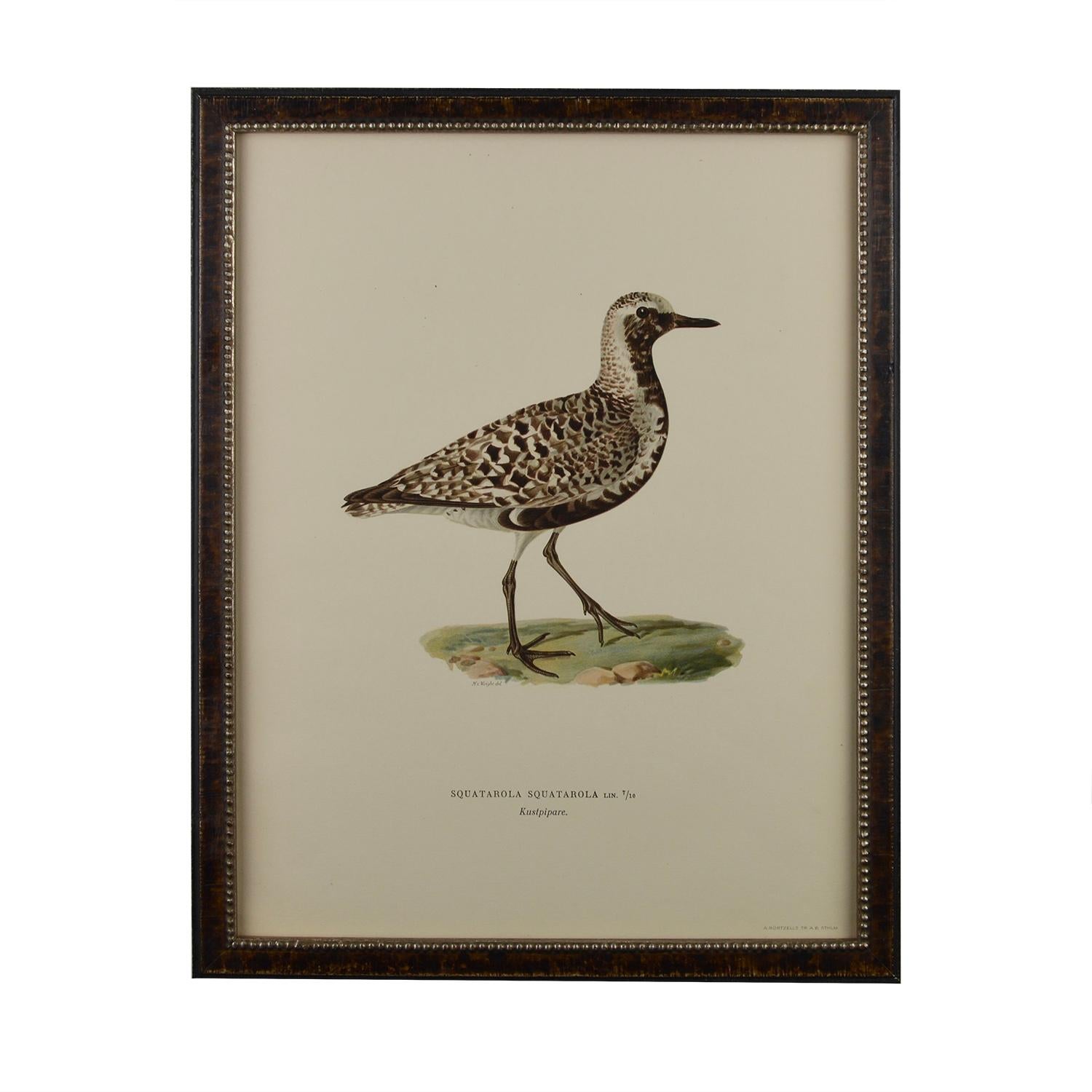 Paper 12 Swedish Water Bird Chromolithographs