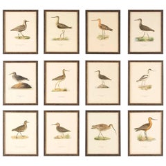 12 Swedish Water Bird Chromolithographs