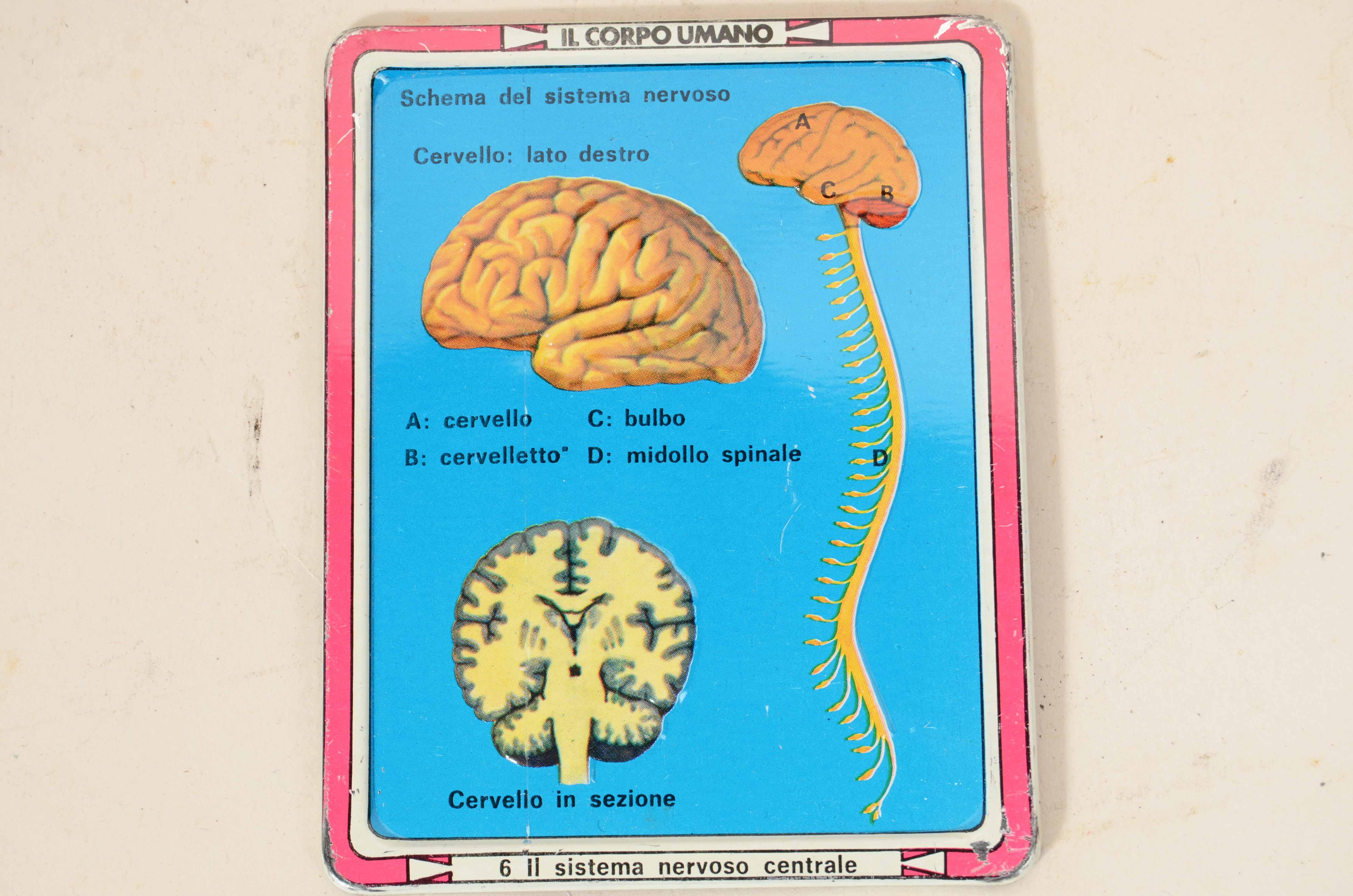 12 tavole didattiche anatomiche in rilievo in latta del corpo umano Italia 1960 5