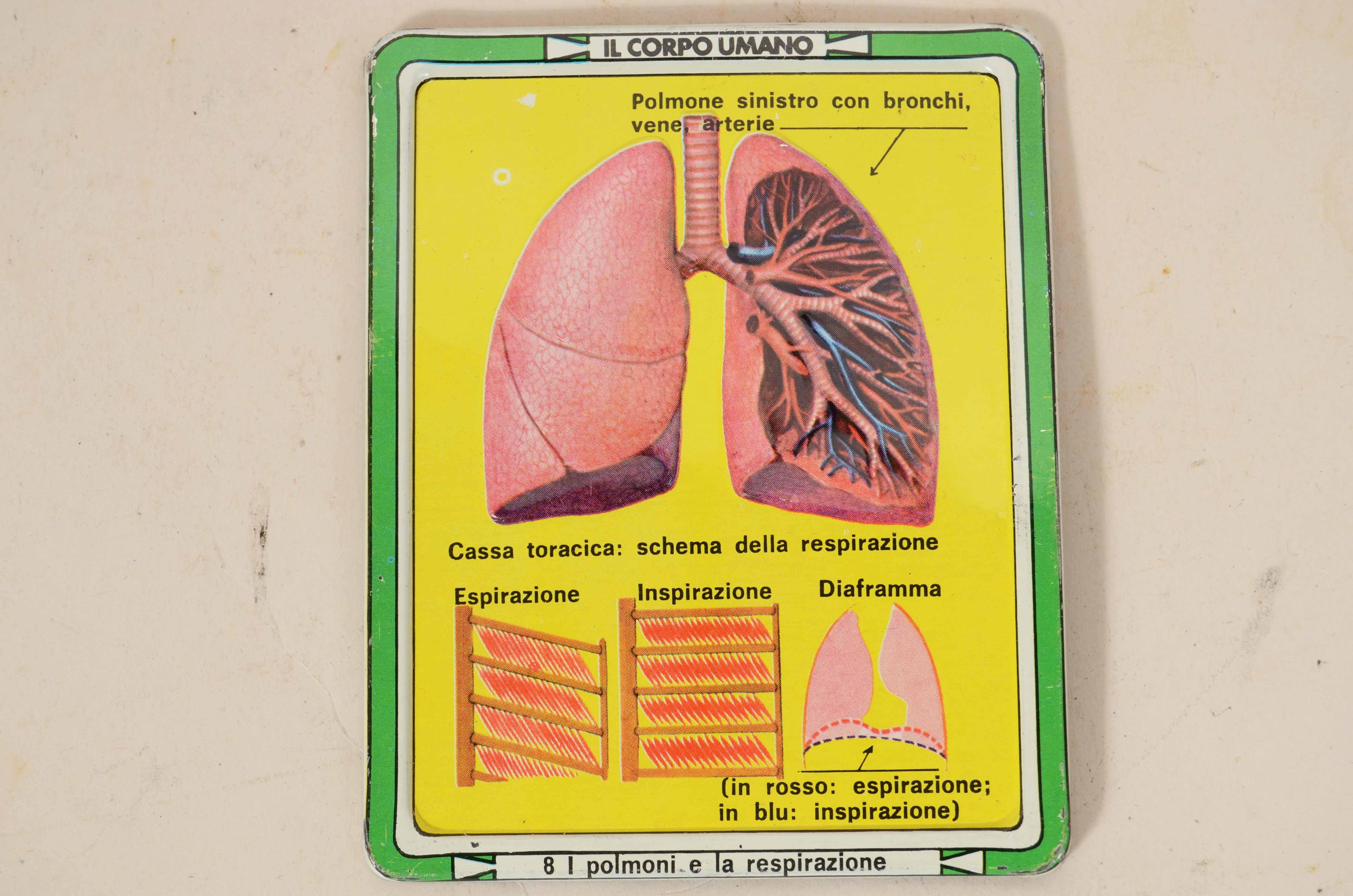 12 tavole didattiche anatomiche in rilievo in latta del corpo umano Italia 1960 6