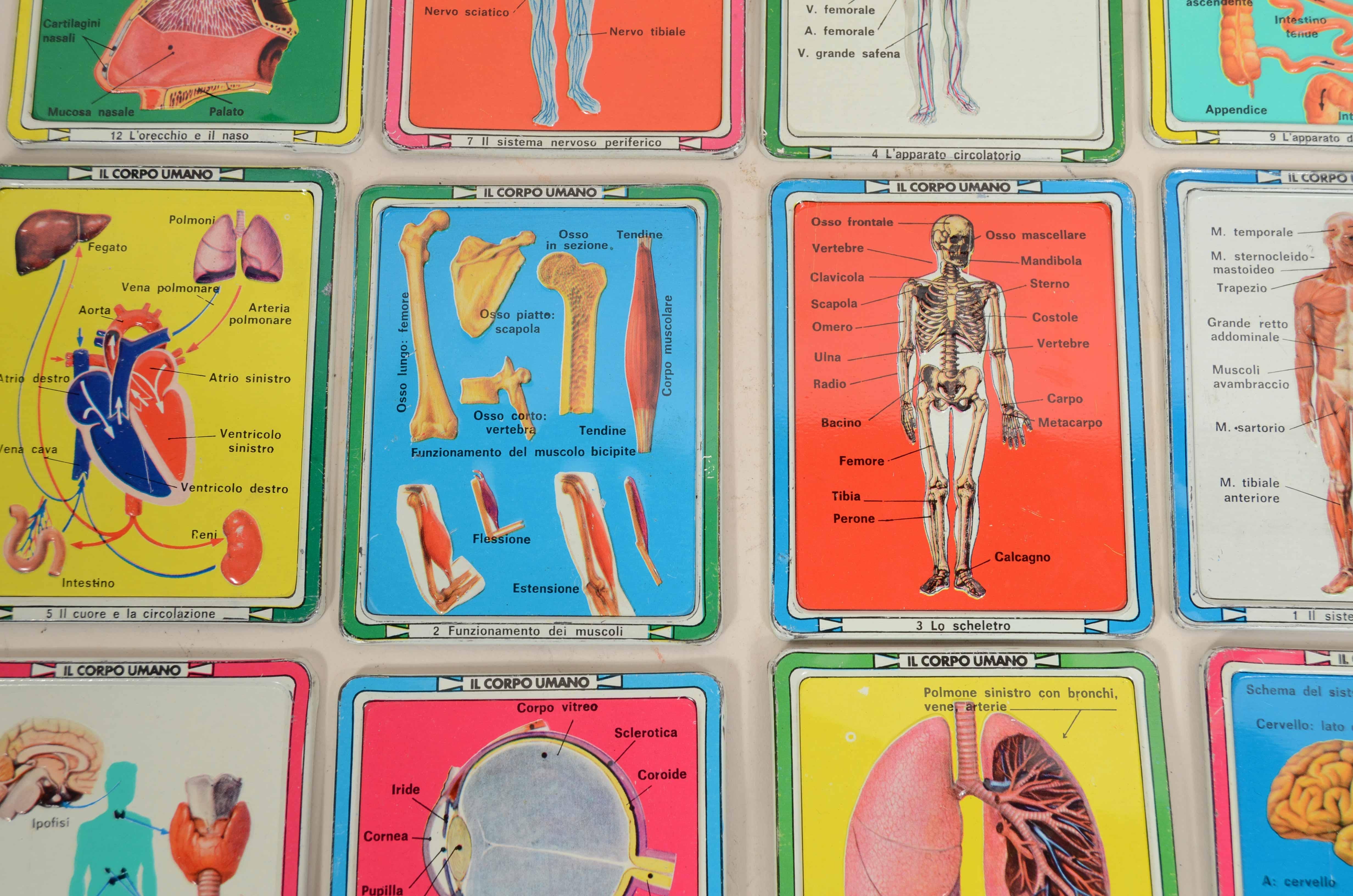 12 tavole didattiche anatomiche in rilievo raffiguranti il corpo umano e i suoi organi realizzate in latta stampata a rilievo e litografata, raffiguranti: il sistema muscolare, l’apparato circolatorio, il sistema nervoso centrale, lo scheletro, il