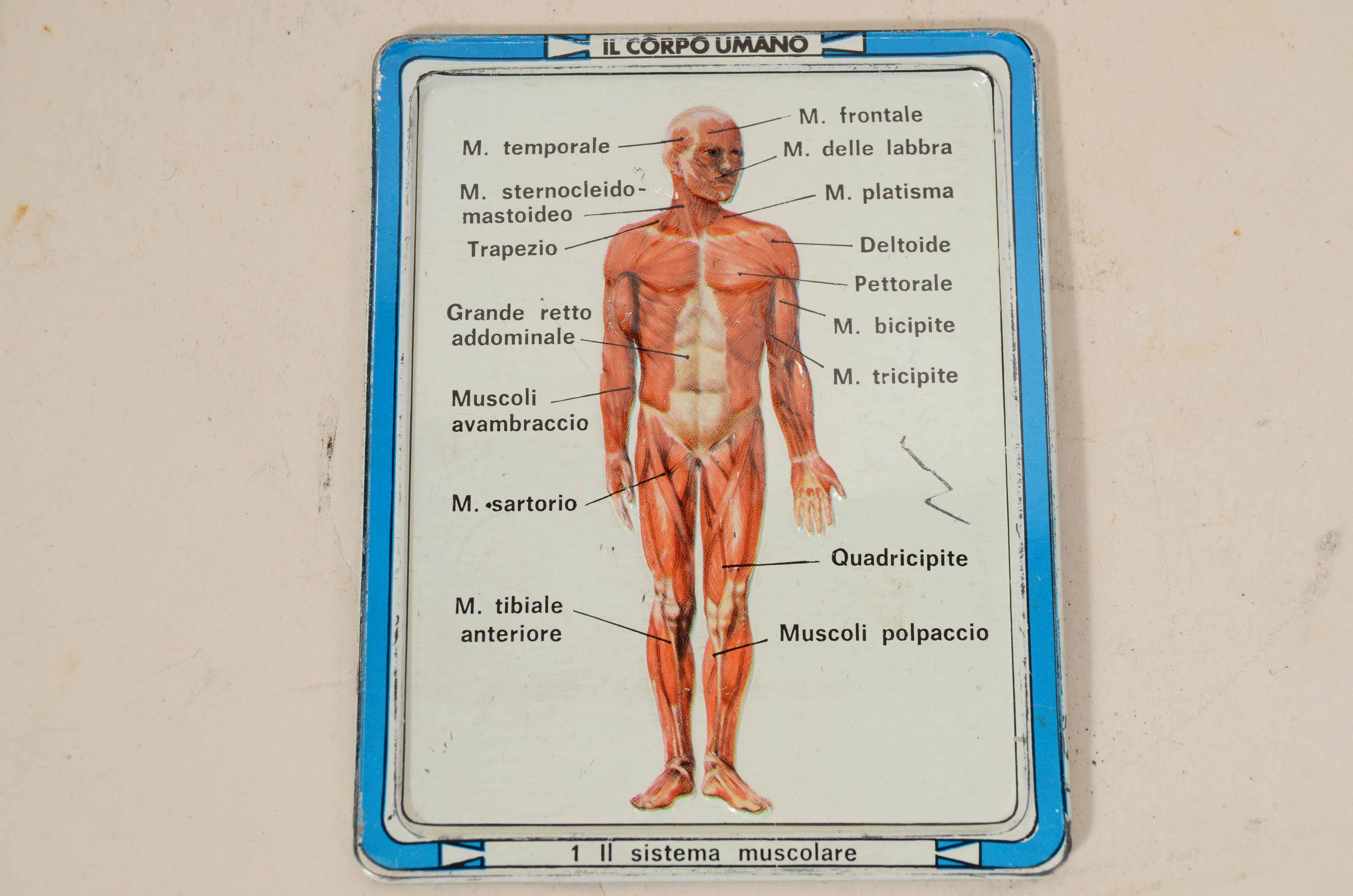 Mid-20th Century 12 tavole didattiche anatomiche in rilievo in latta del corpo umano Italia 1960