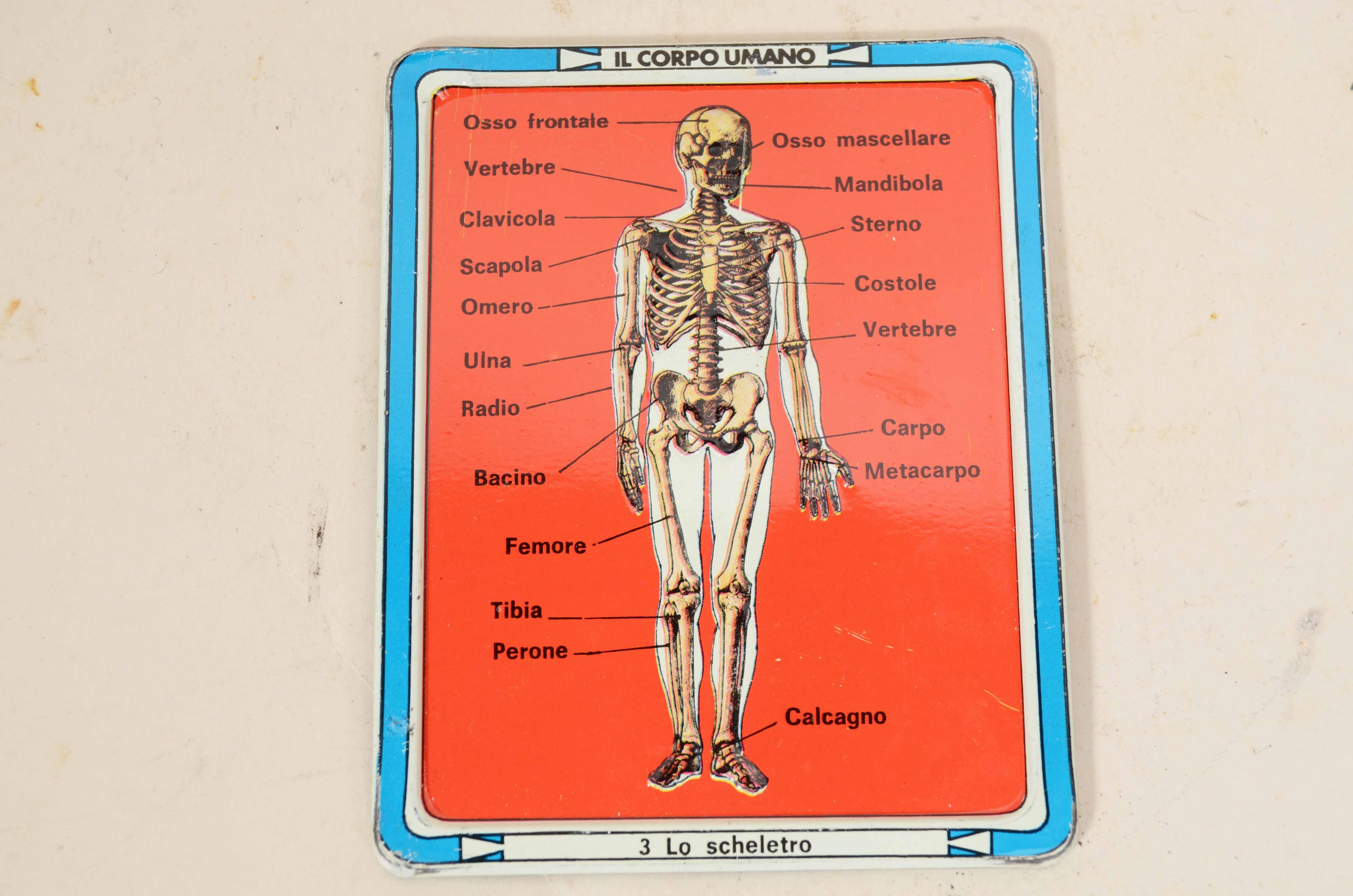 Lamina di metallo 12 tavole didattiche anatomiche in rilievo in latta del corpo umano Italia 1960